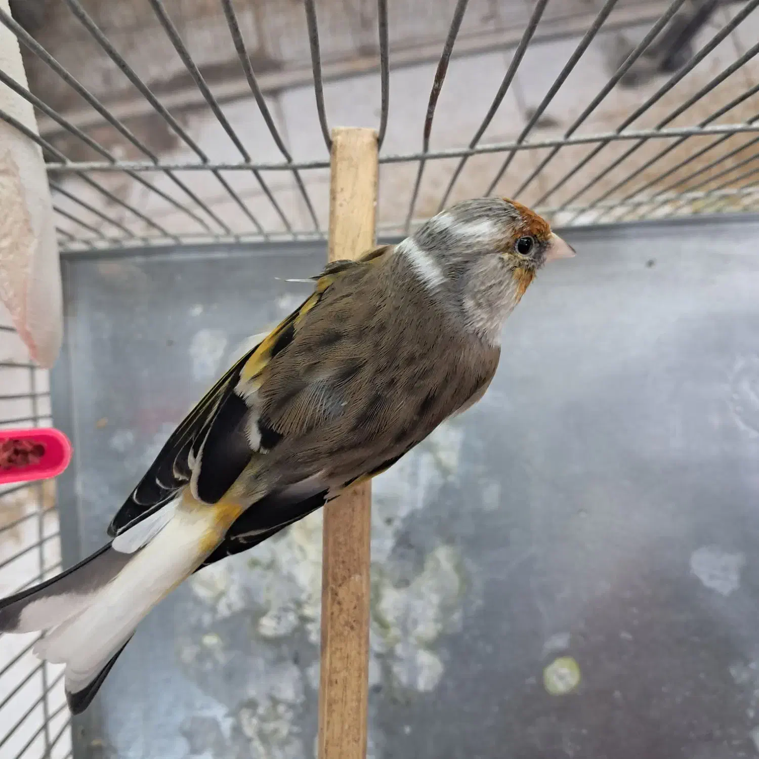 سهره قناری چونه سفید ابلغ وسینه سرخ قناری سوپری|پرنده|قزوین, |دیوار