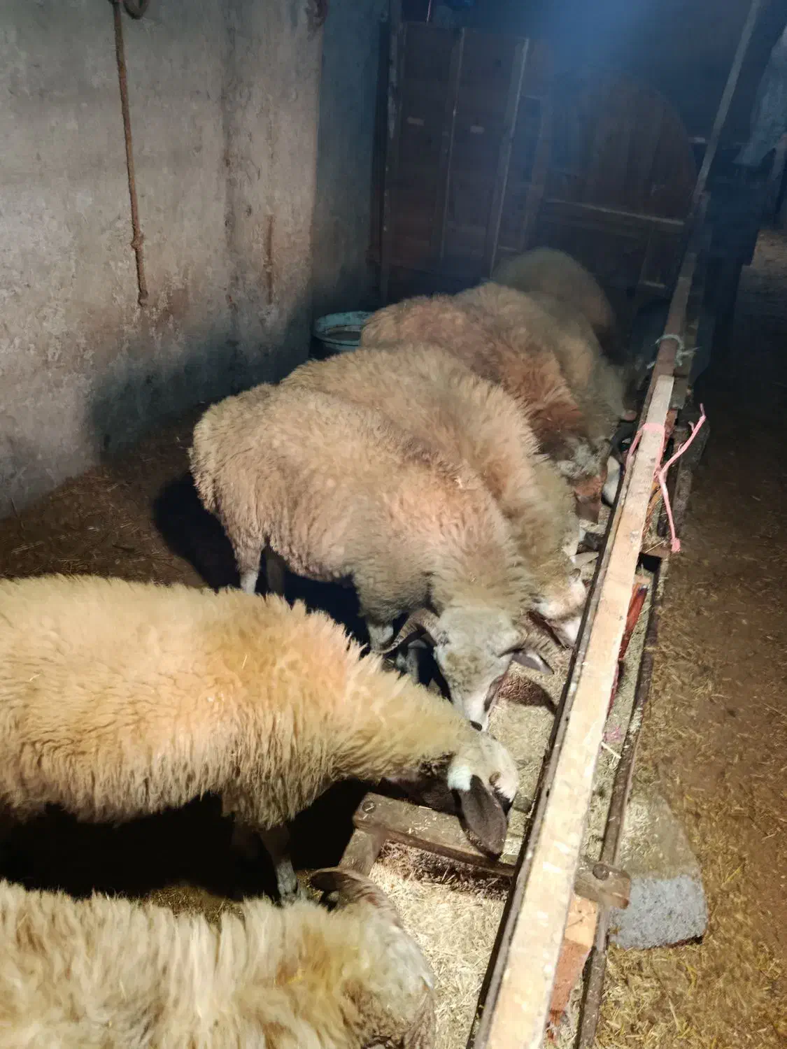 گوسفند|حیوانات مزرعه|پرهسر, |دیوار