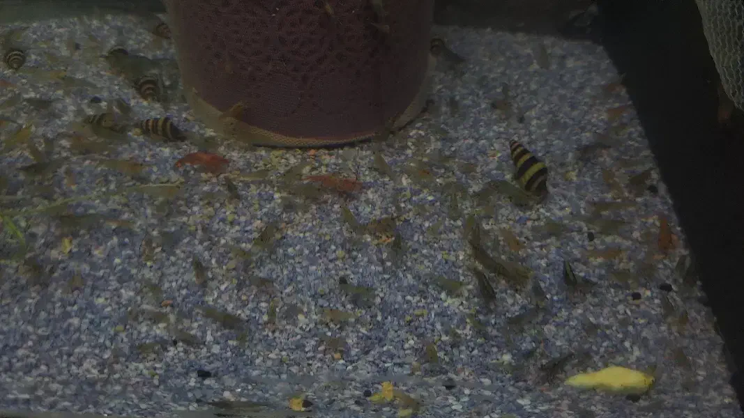 میگوی شریمپ|ماهی|نسیمشهر, |دیوار