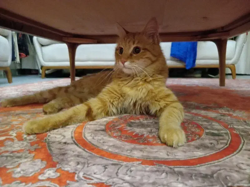 واگذاری گربه|گربه|شمشک, |دیوار