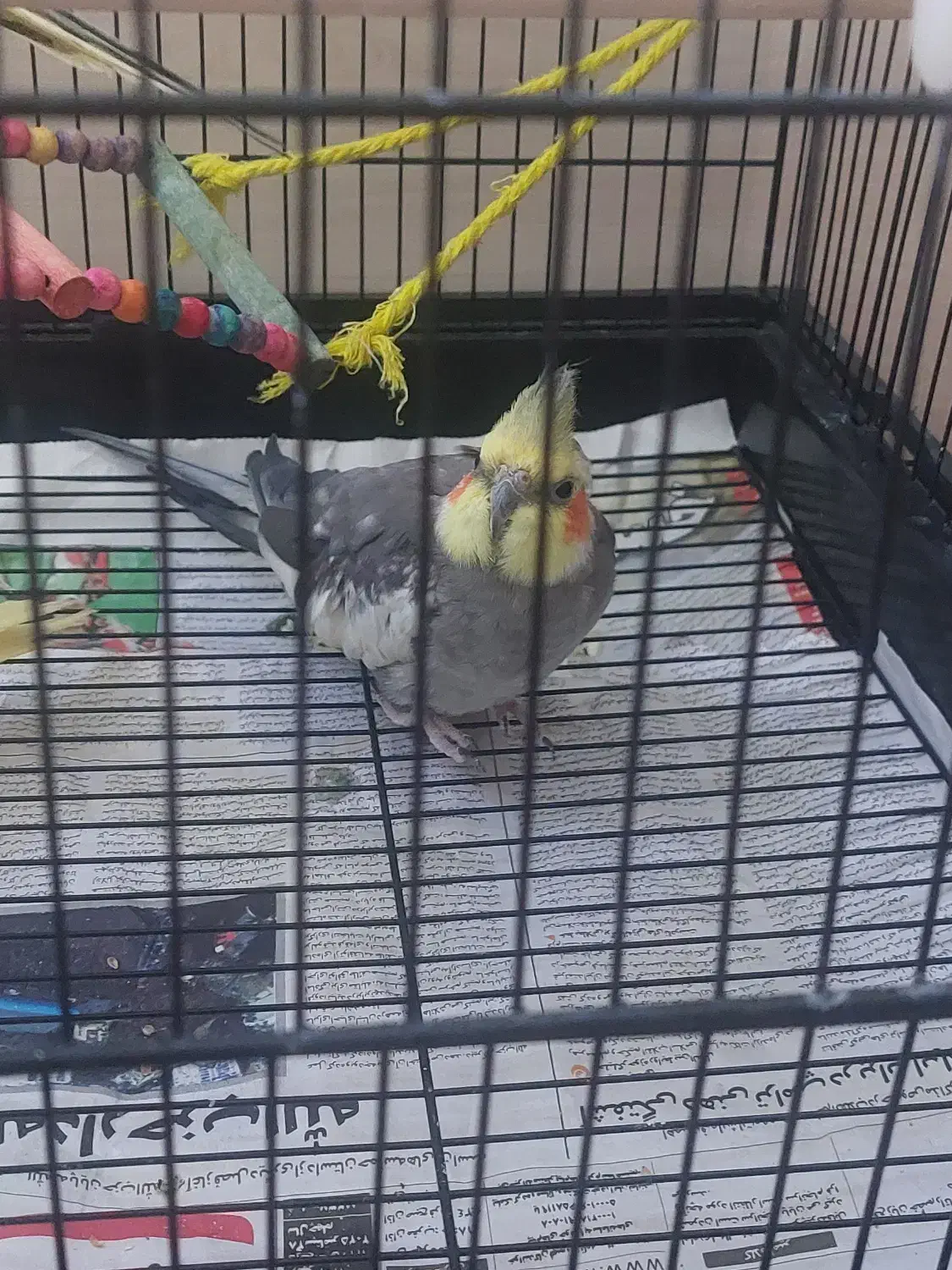 عروس هلندی|پرنده|بیجار, |دیوار