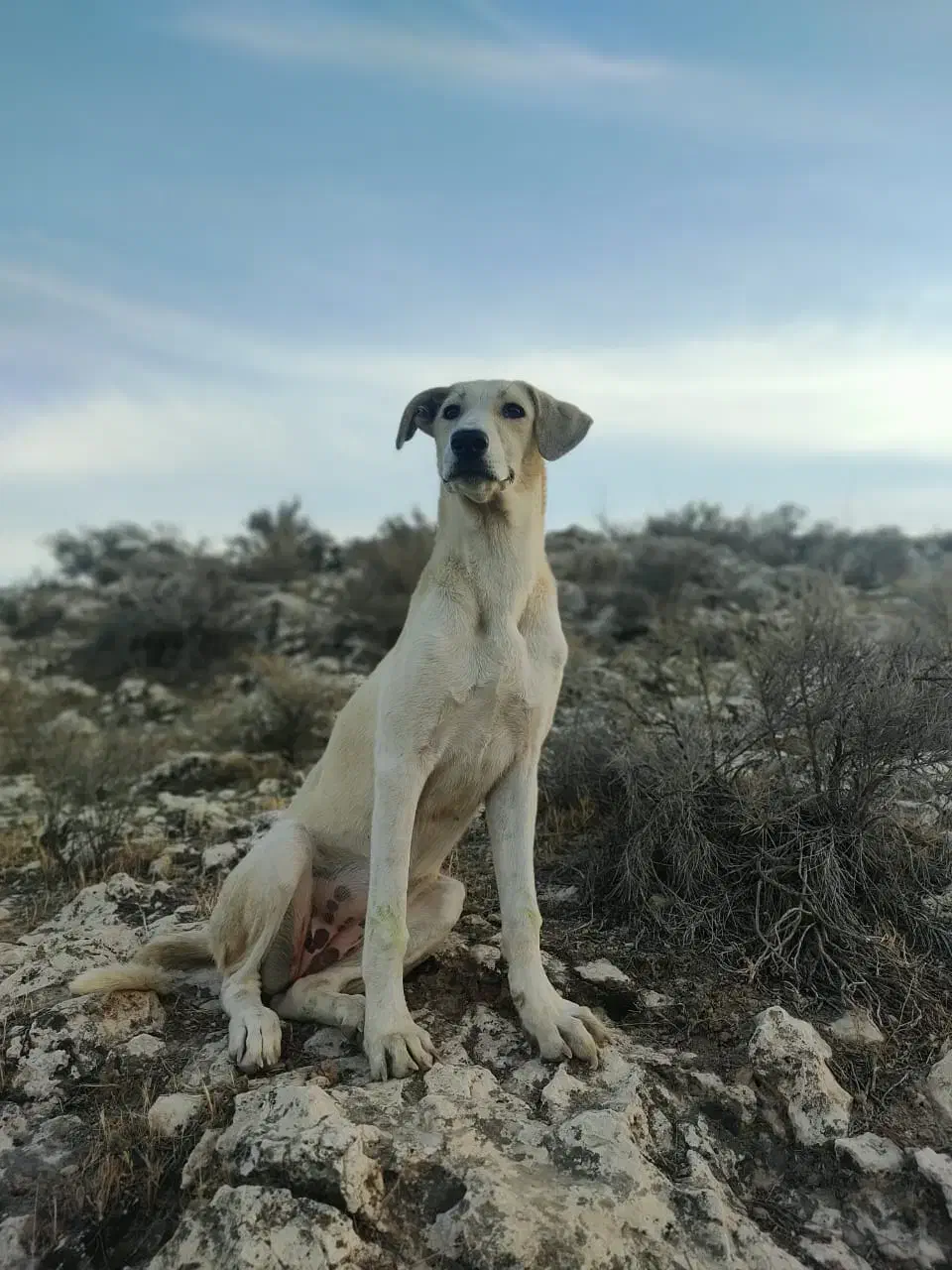 سگ حرفه ای|سگ|شیراز, دانشکده دامپزشکی شیراز|دیوار