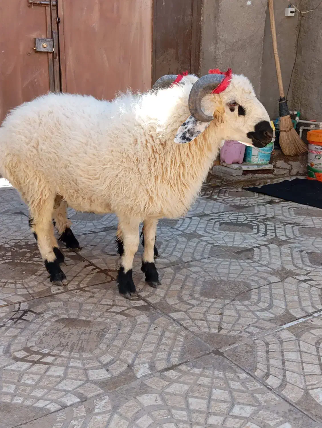 بره گوسفند وطنی چاق و چله|حیوانات مزرعه|زاهدان, |دیوار