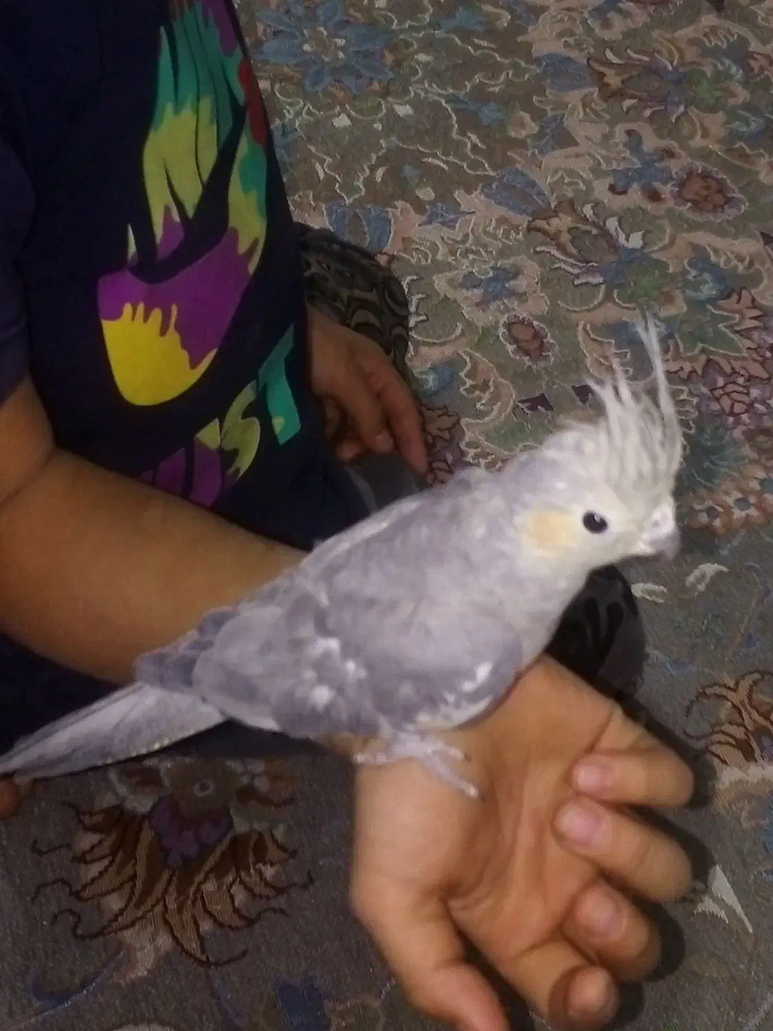 عروس هلندی|پرنده|گلبهار, شهر جدید گلبهار|دیوار