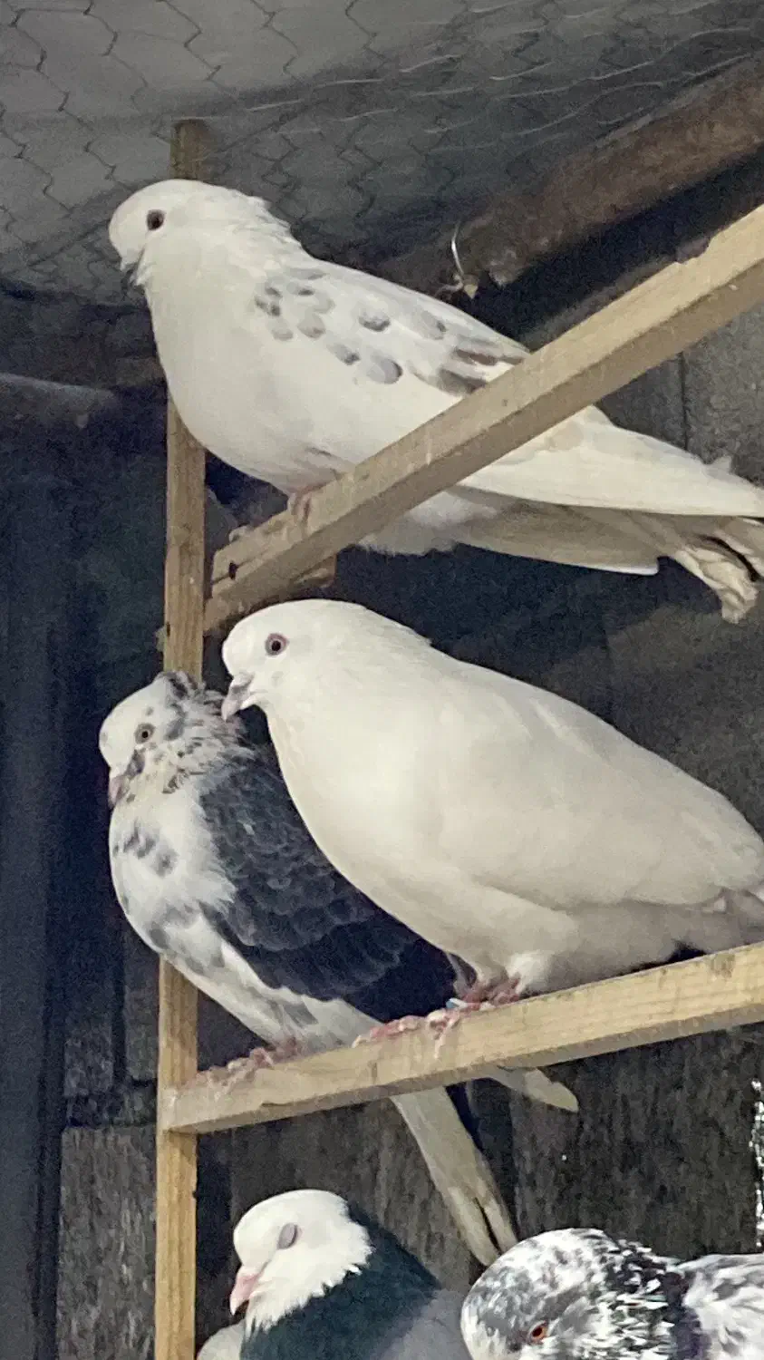 فروش فوری کبوتر کفتر زیر قیمت|پرنده|نوشهر, |دیوار