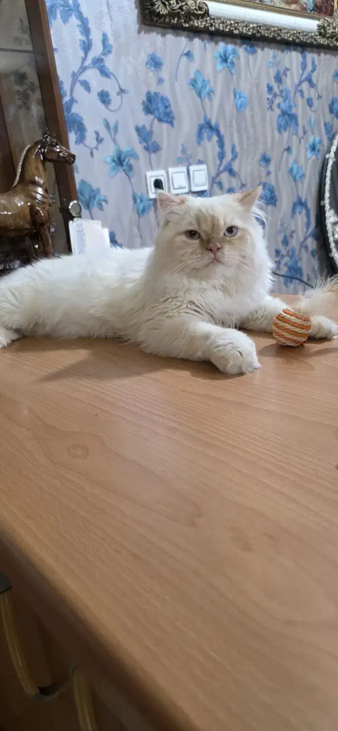 گربه نر بریتیش ۱ ساله|گربه|اصفهان, پوریای ولی|دیوار