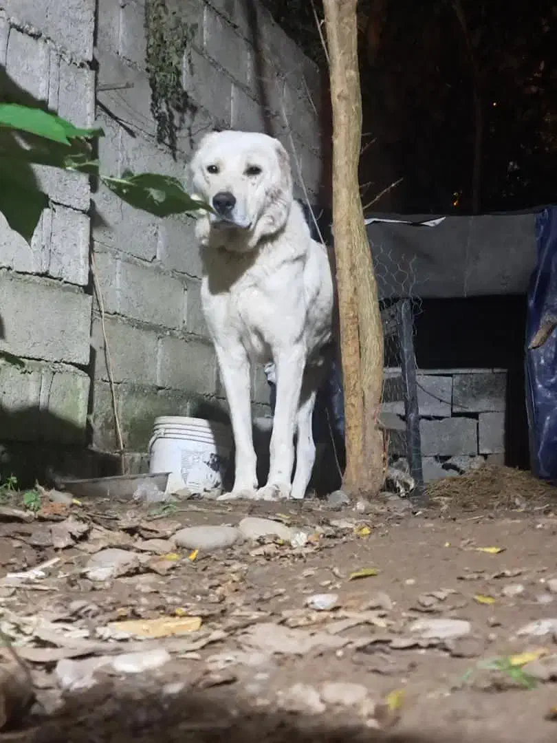 سگ خراسانی|سگ|آستانه اشرفیه, |دیوار