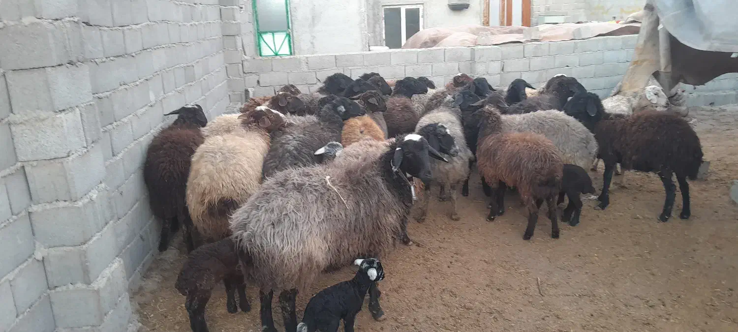 بزغاله|حیوانات مزرعه|قدس, شهرقدس|دیوار