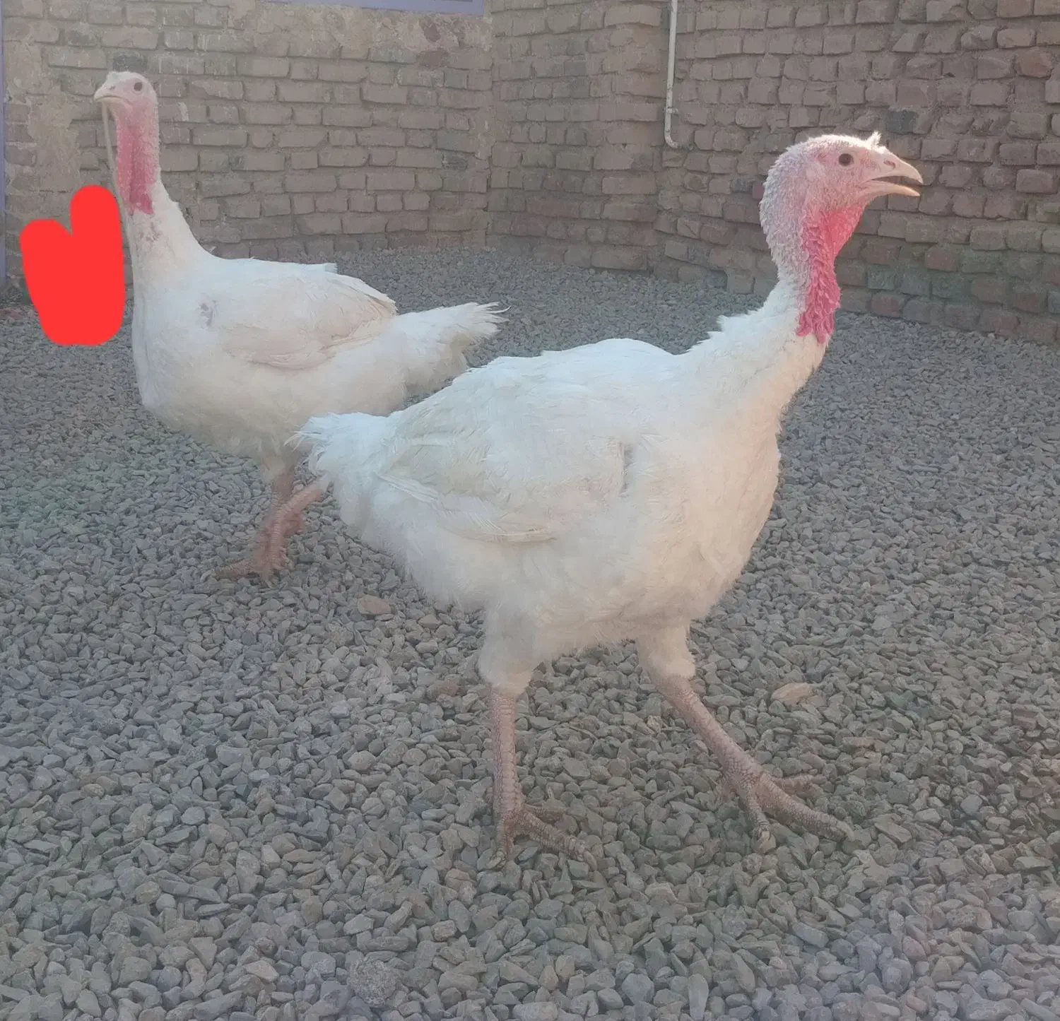 بوقلمون|حیوانات مزرعه|نهبندان, |دیوار