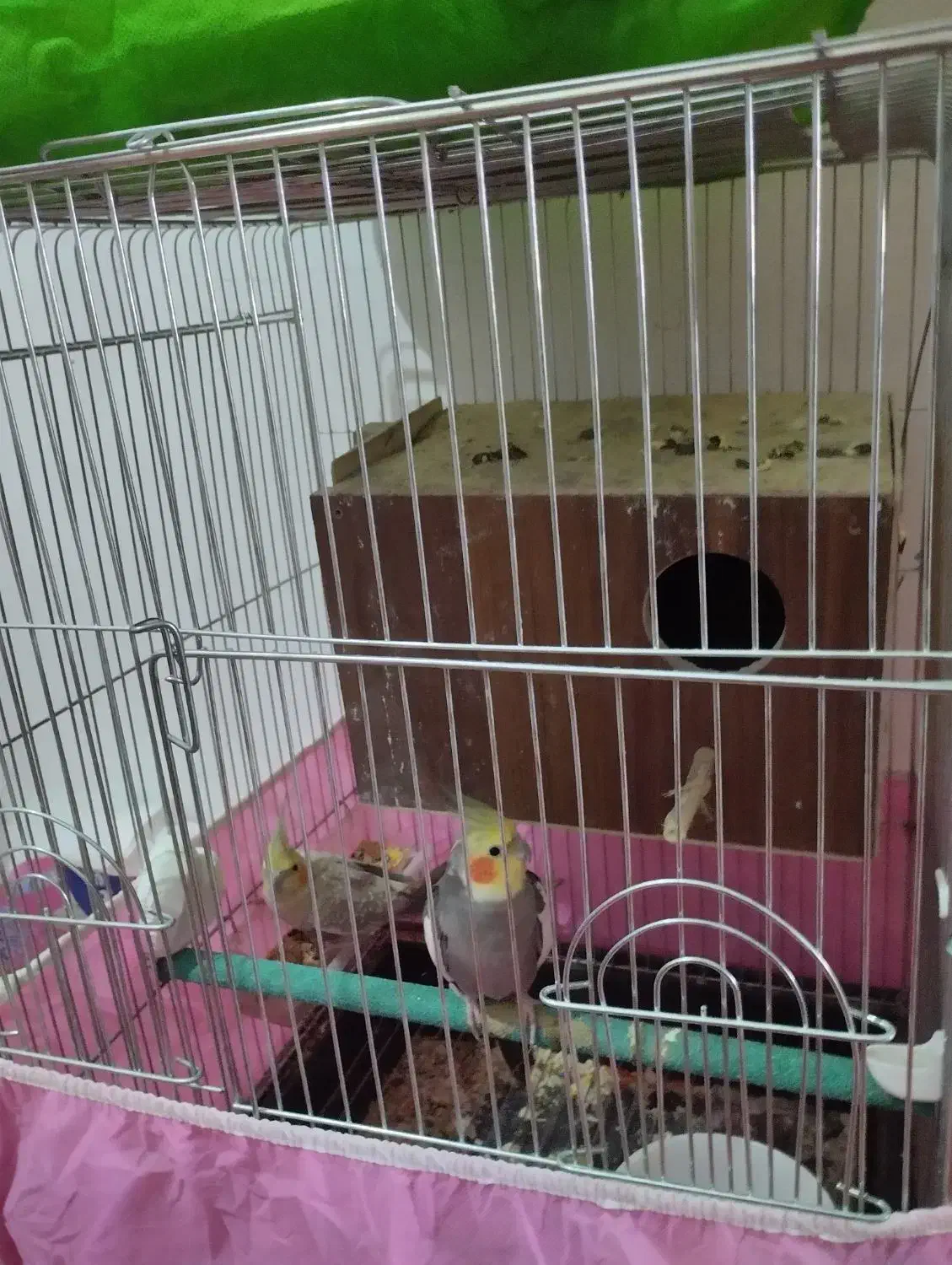 دو جفت عروس هلندی|پرنده|هشتگرد, هشتگرد قدیم|دیوار