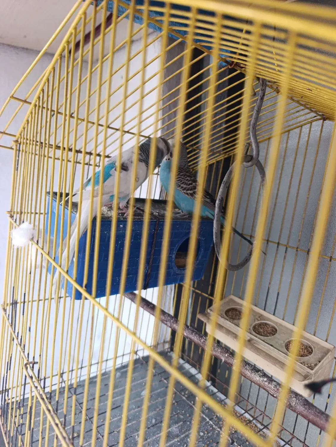 مرغ عشق نر و ماده با رنگ زیبا وخاص|پرنده|قرچک, شهرک الحدید|دیوار