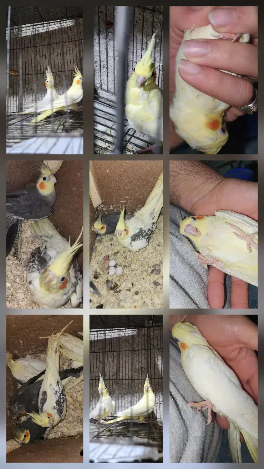 طوطی عروس|پرنده|لنگرود, |دیوار