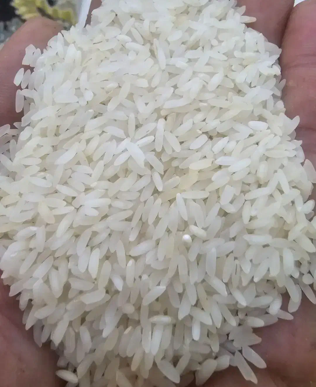 برنج عنبربو|خوردنی و آشامیدنی|الیگودرز, |دیوار