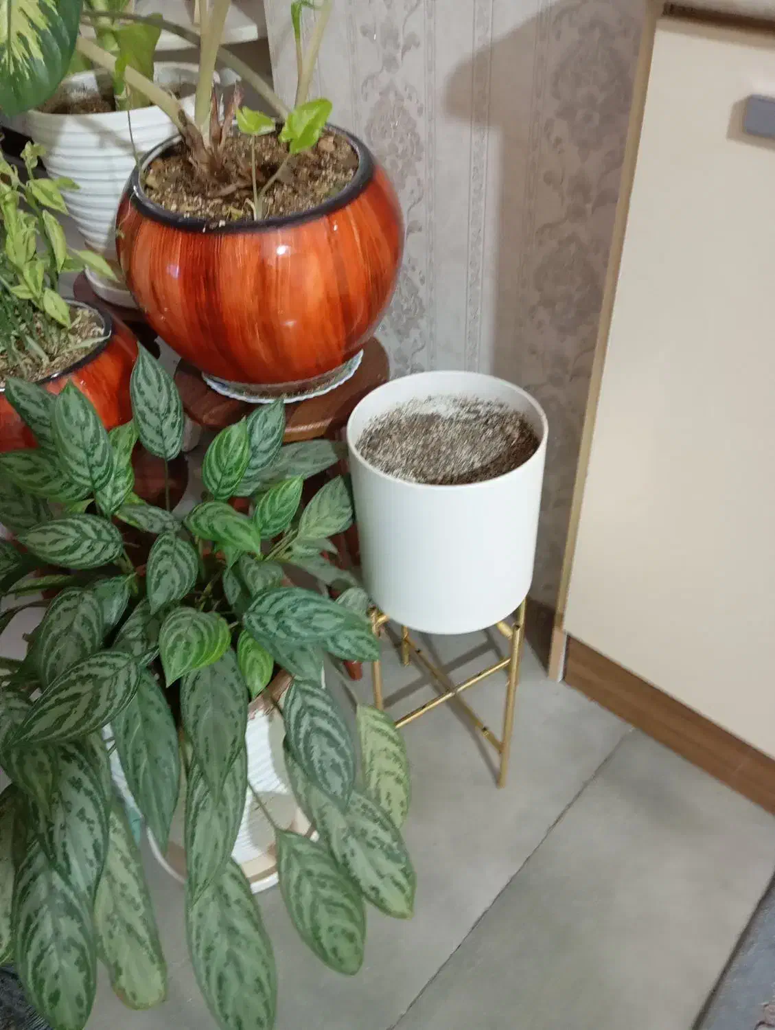 گل و گیاه|گل و گیاه طبیعی|کهریزک, |دیوار