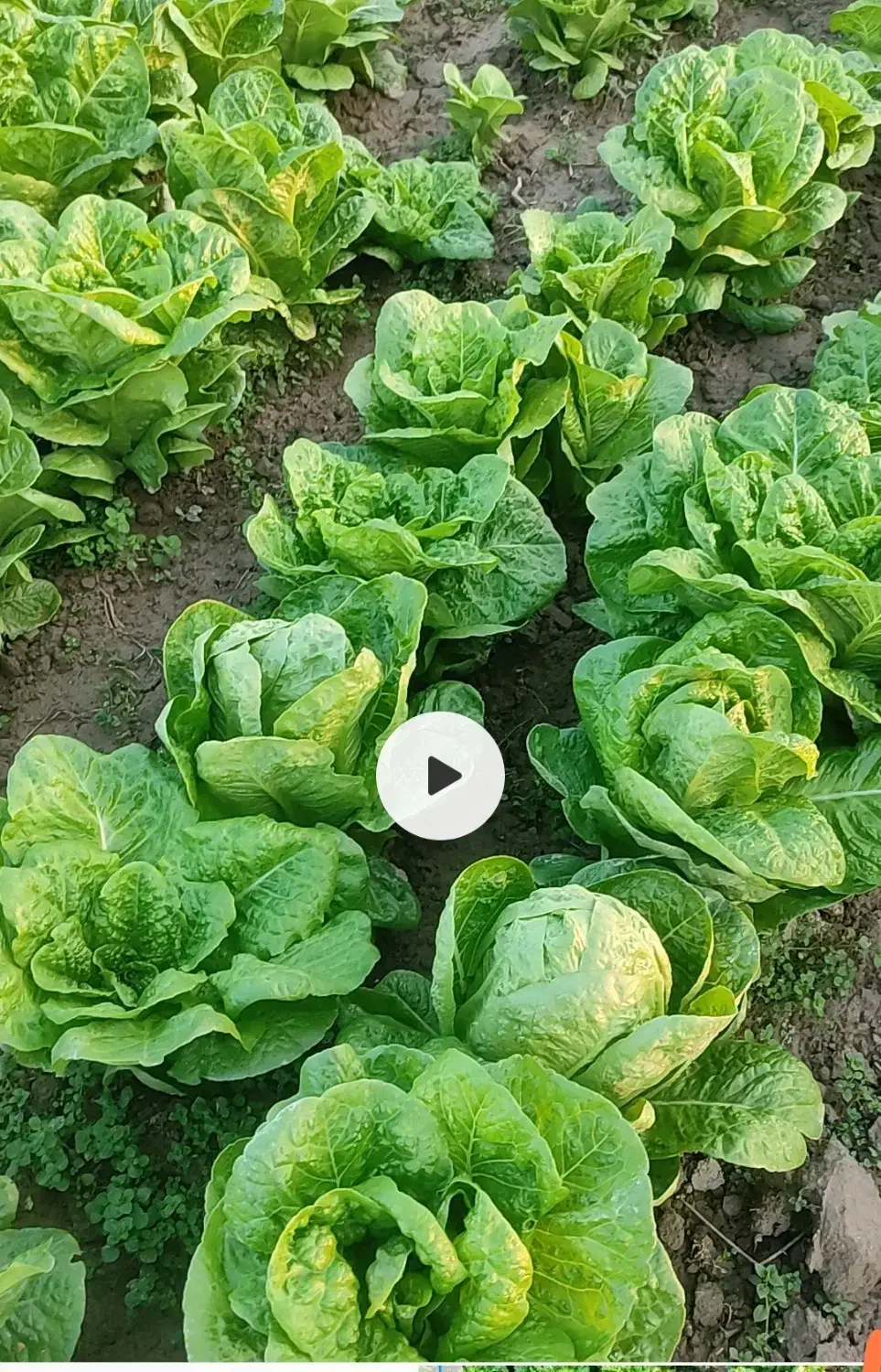 کاهو کرجی درجه ۱|خوردنی و آشامیدنی|کردکوی, |دیوار