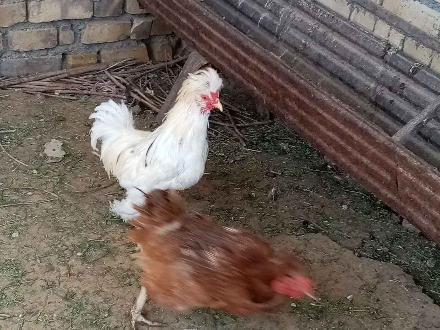 خروس لهستانی|حیوانات مزرعه|زاوه, |دیوار