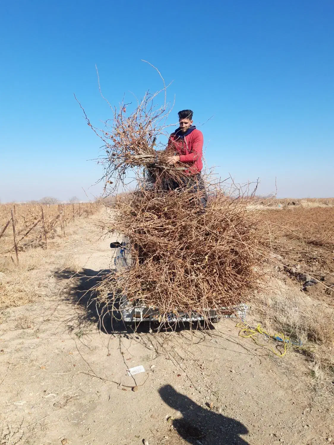 نهال انگور تضمینی با ضمانت کتبی|حراج|خرمدشت, |دیوار