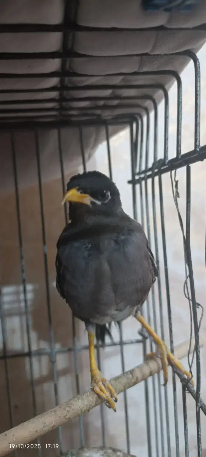 مینا|پرنده|ری, منصوریه منگل|دیوار