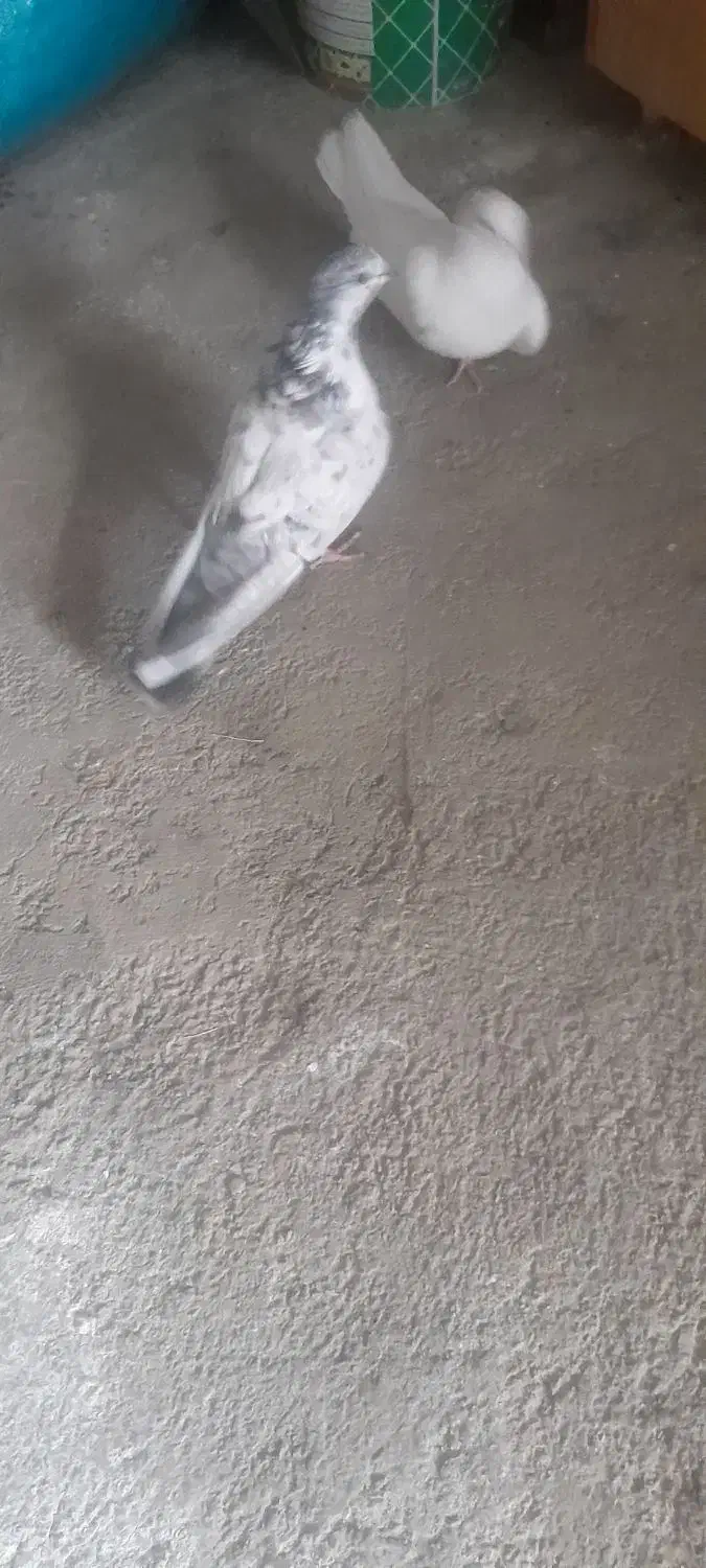 کبوتر نر او ماده|پرنده|ملایر, |دیوار