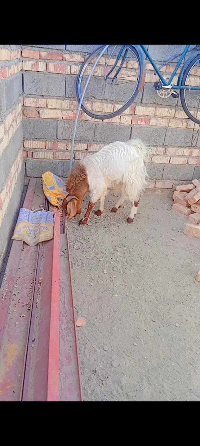 پاچن دورگه پاکستانی|حیوانات مزرعه|ایرانشهر, |دیوار