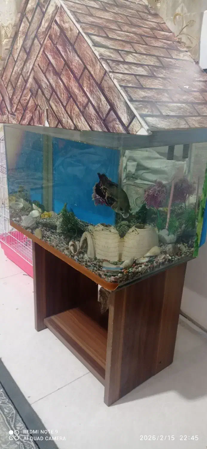 آکواریوم|ماهی|ماهدشت, |دیوار