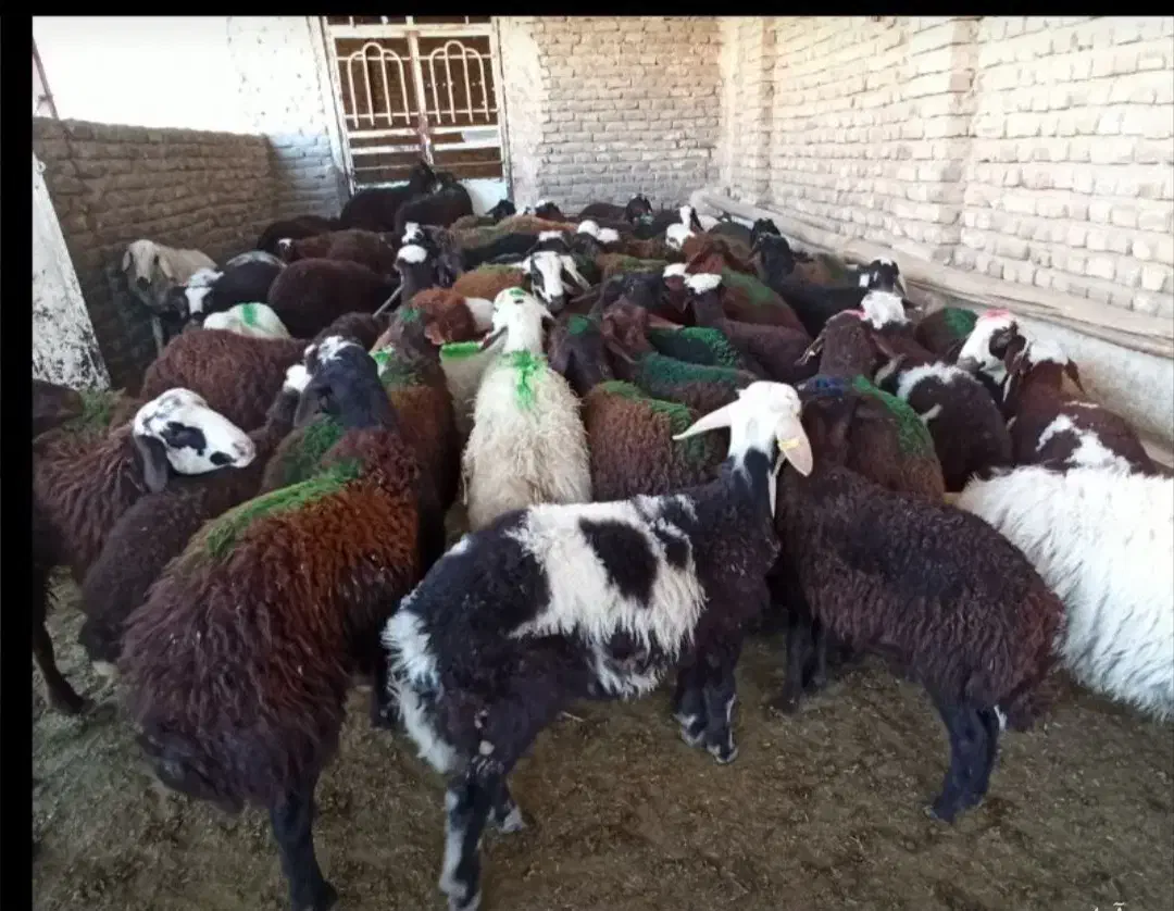 بره نر لاغر پای پرواری افشاری وبروجردی پلنگی|حیوانات مزرعه|مشهد, رباط طرق|دیوار