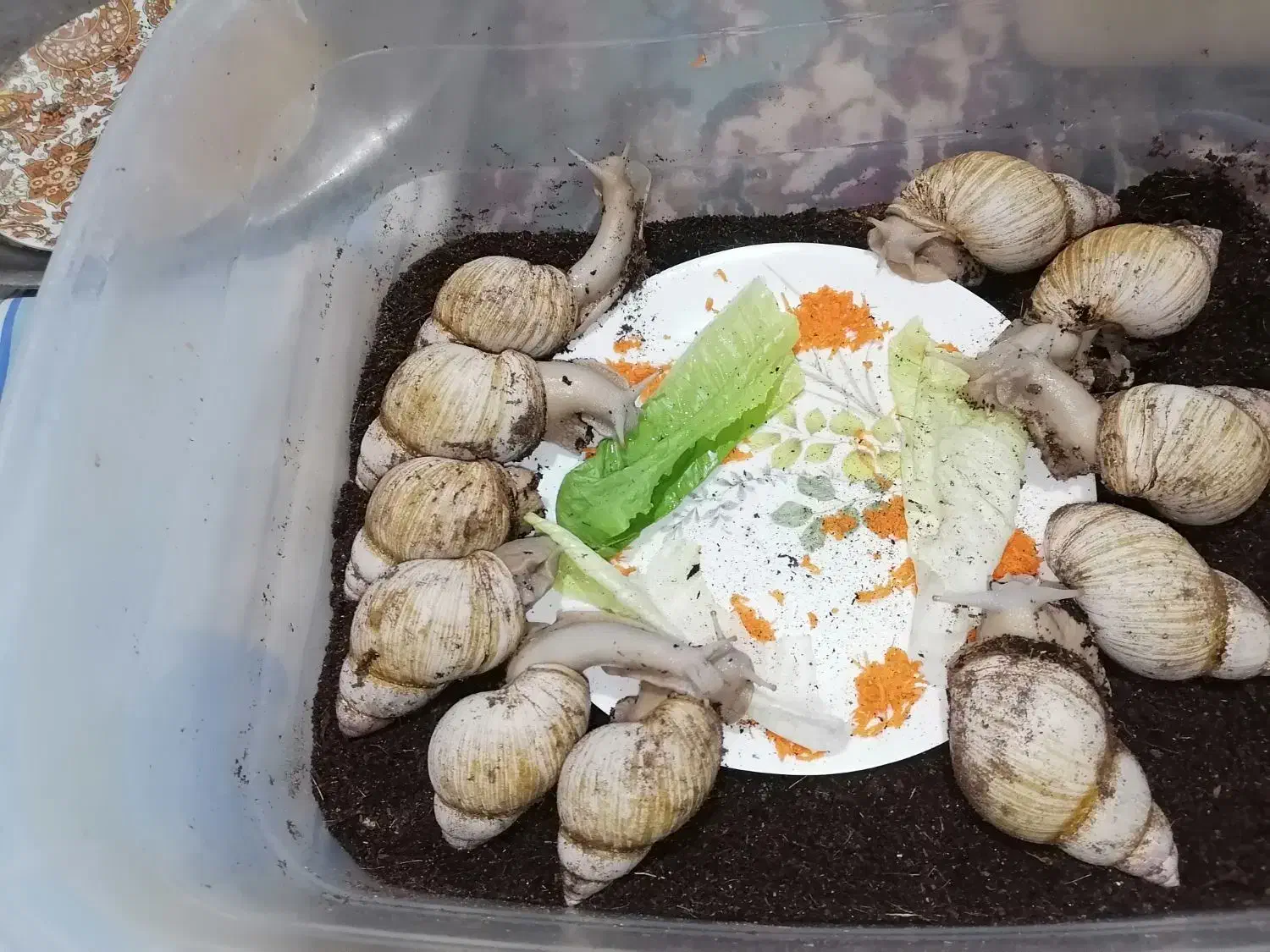 خزنده|خزنده|ارومیه, |دیوار