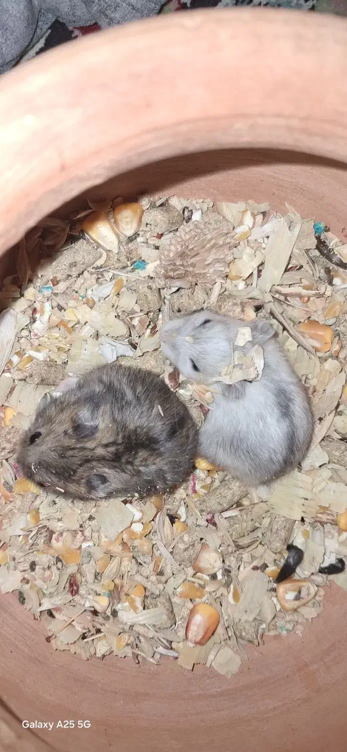 همستر کمپل|موش و خرگوش|تهران, مهرآباد|دیوار