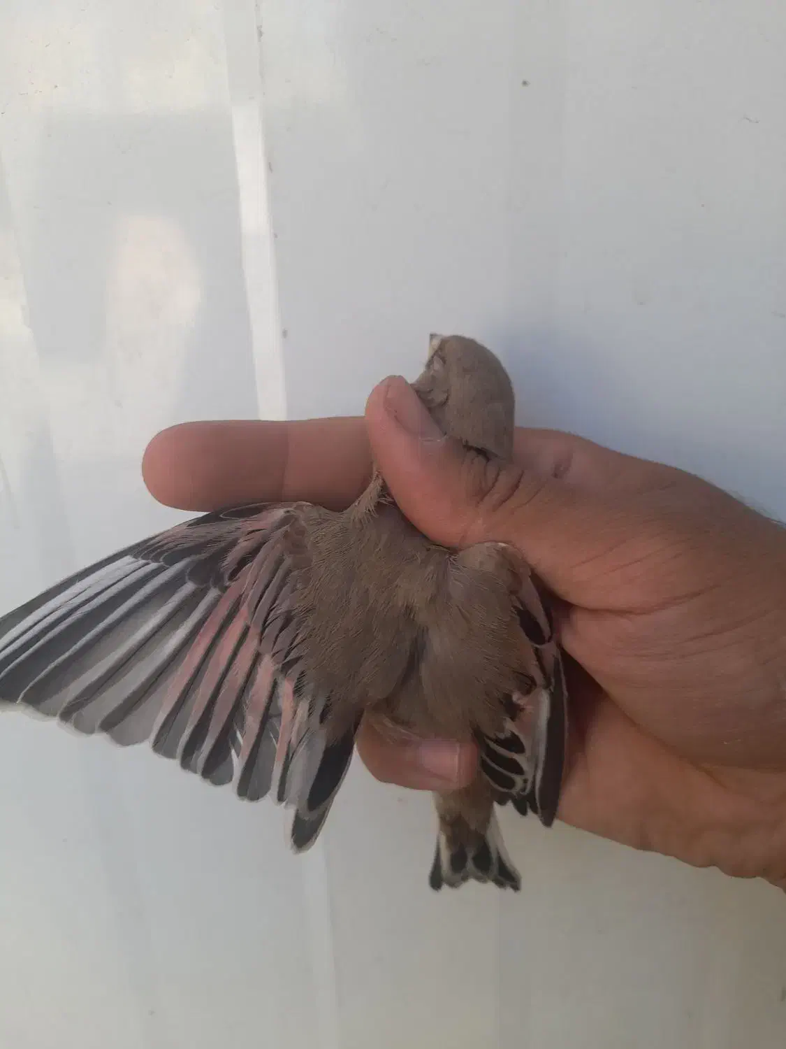 سهره.قناری.مرغ عشق.فنچ|پرنده|شیراز, شهرک نیروی انتظامی|دیوار