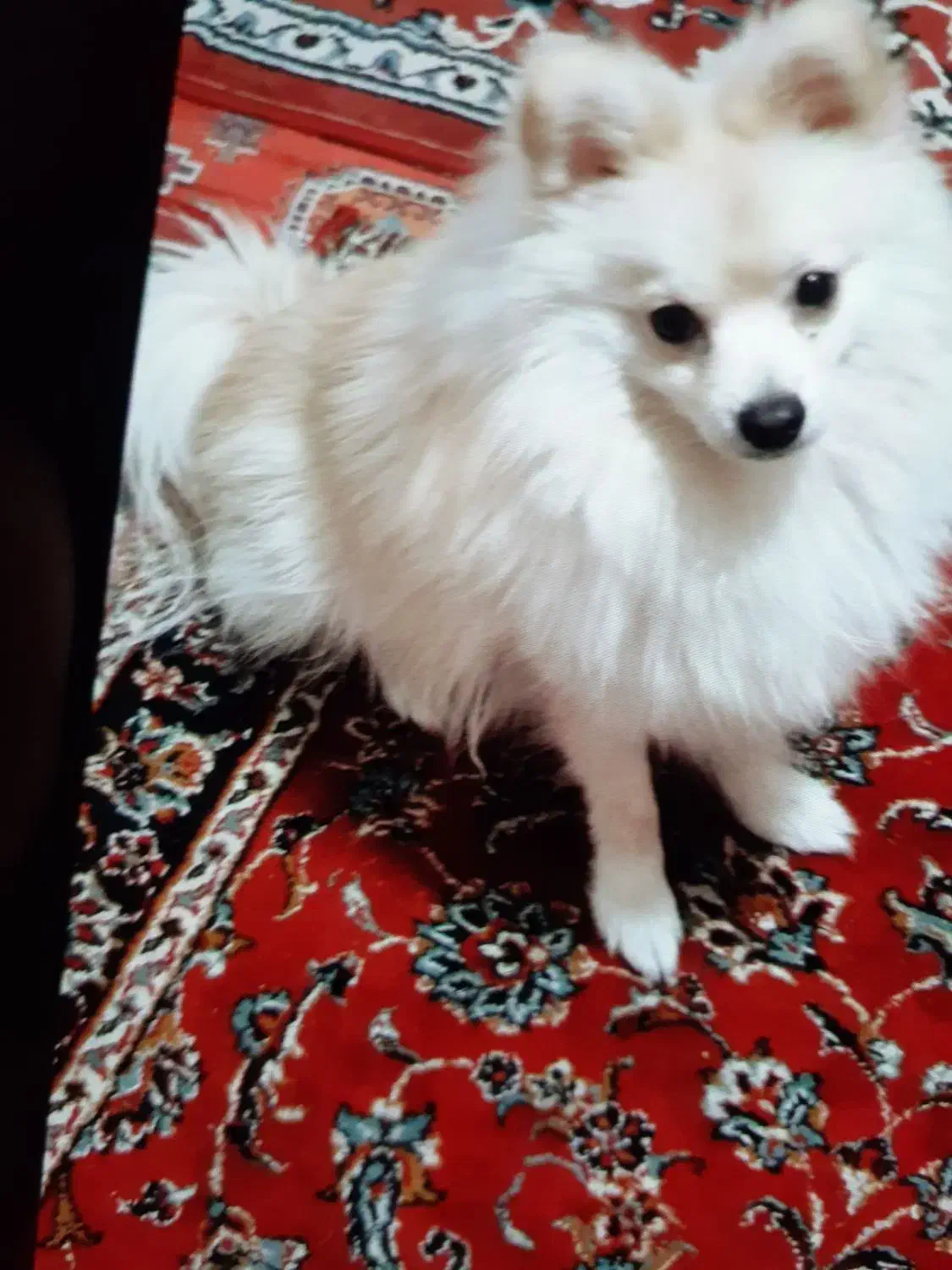 سک پامر اشپیز روبای|سگ|یزد, |دیوار