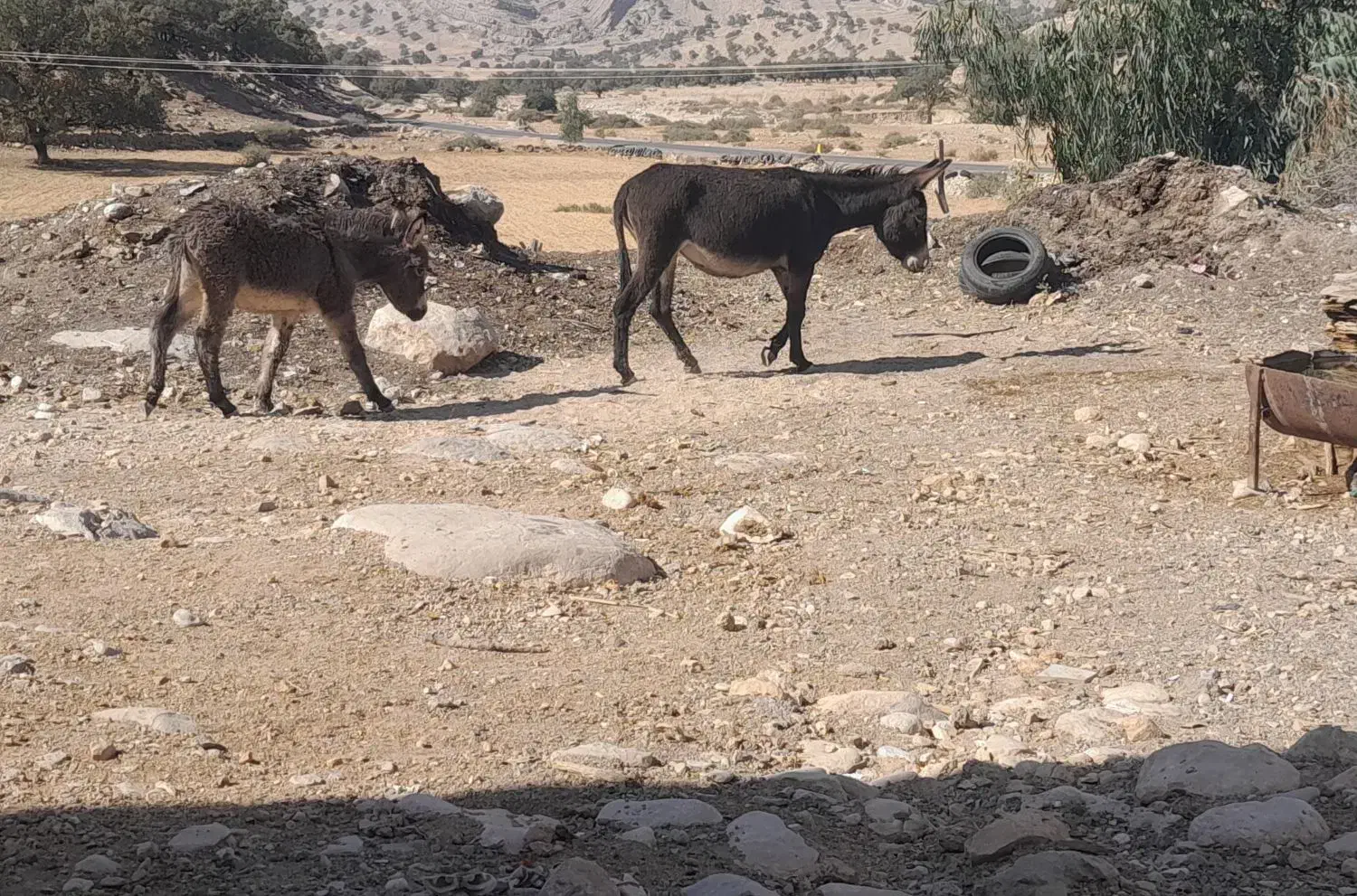 فروش توافقی الاغ / جوان|حیوانات مزرعه|سرفاریاب, |دیوار