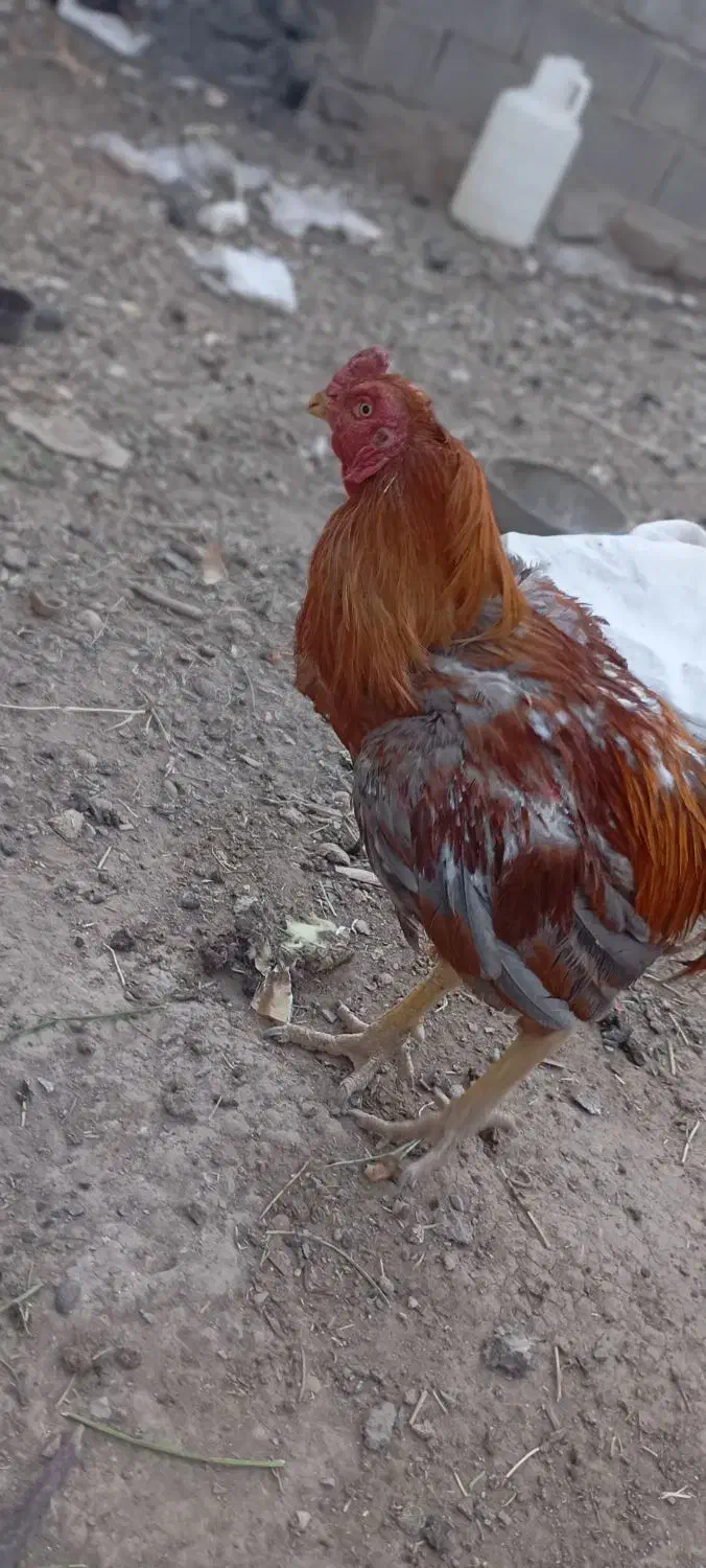 خروس لاری|حیوانات مزرعه|عجب شیر, |دیوار