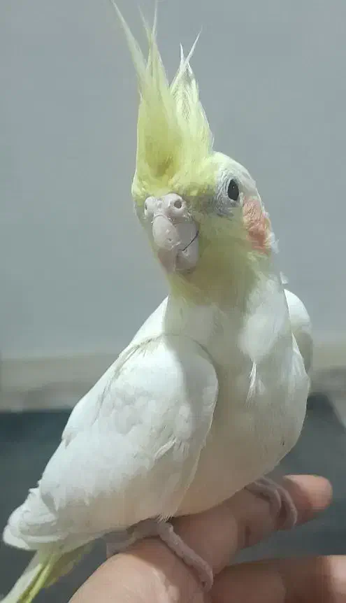 جزیره مینو|پرنده|خرمشهر, |دیوار