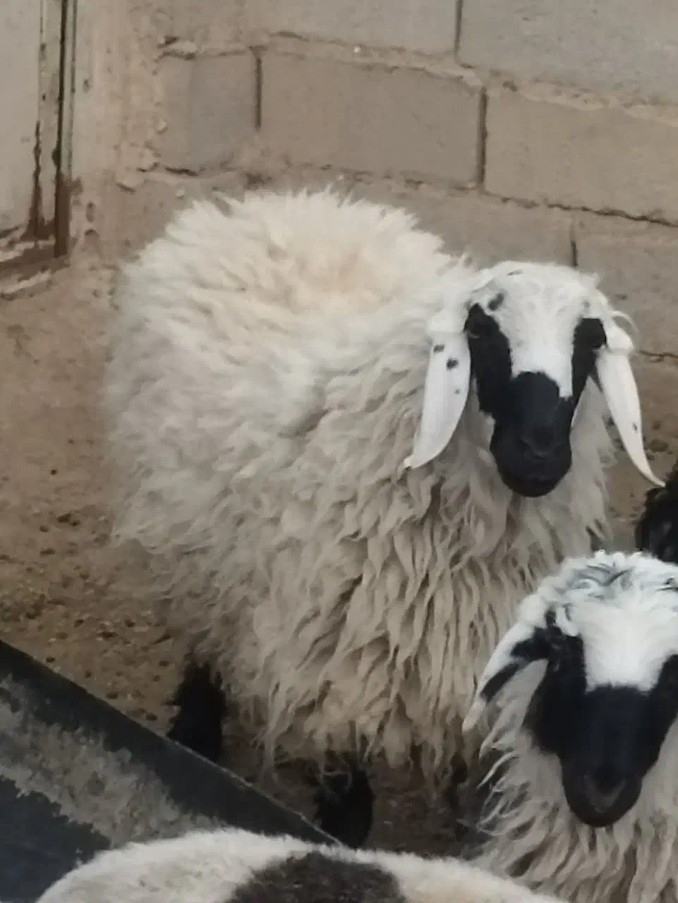 بره نر|حیوانات مزرعه|سرداران, |دیوار