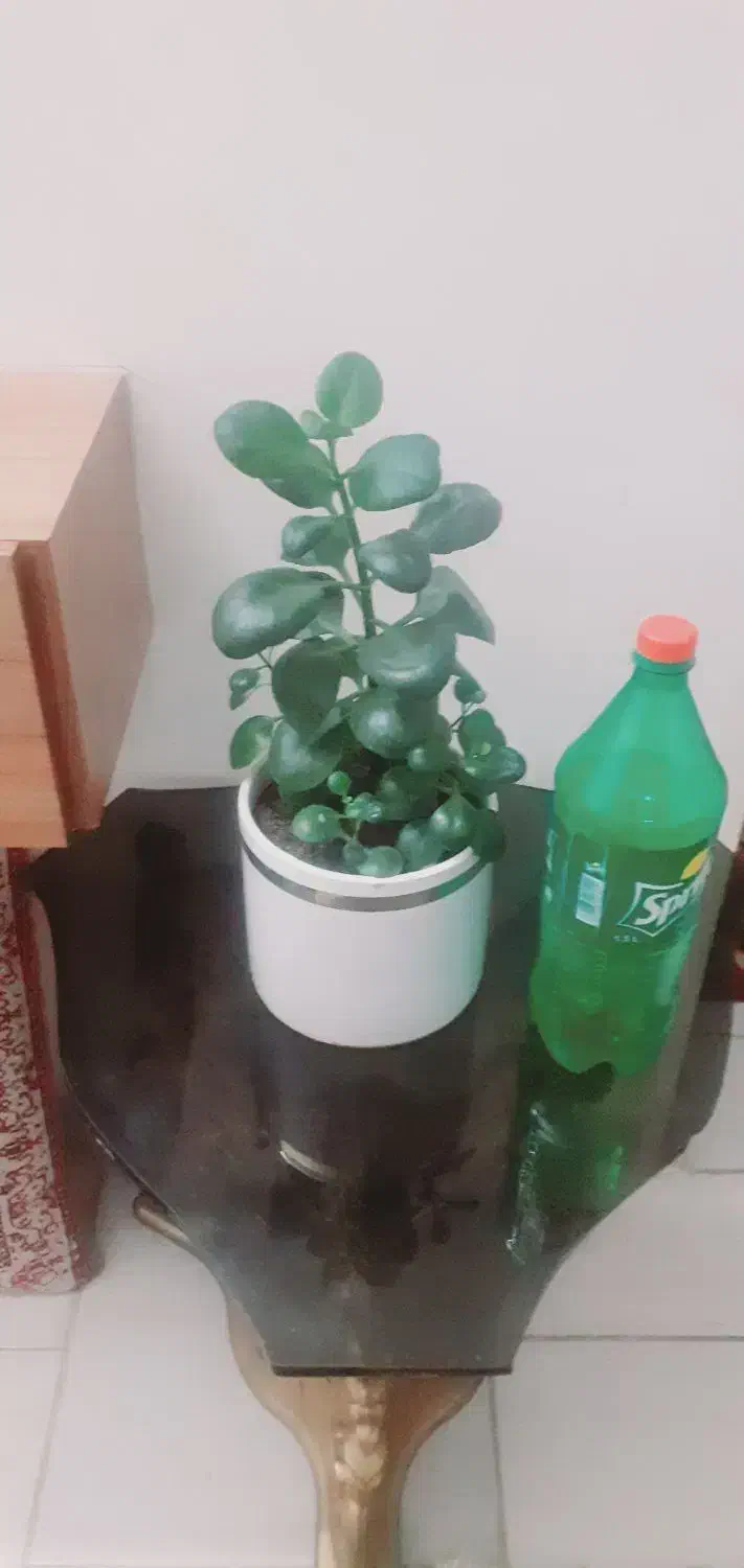 گل قاشقی سالم و شاداب|گل و گیاه طبیعی|گلبهار, شهر جدید گلبهار|دیوار