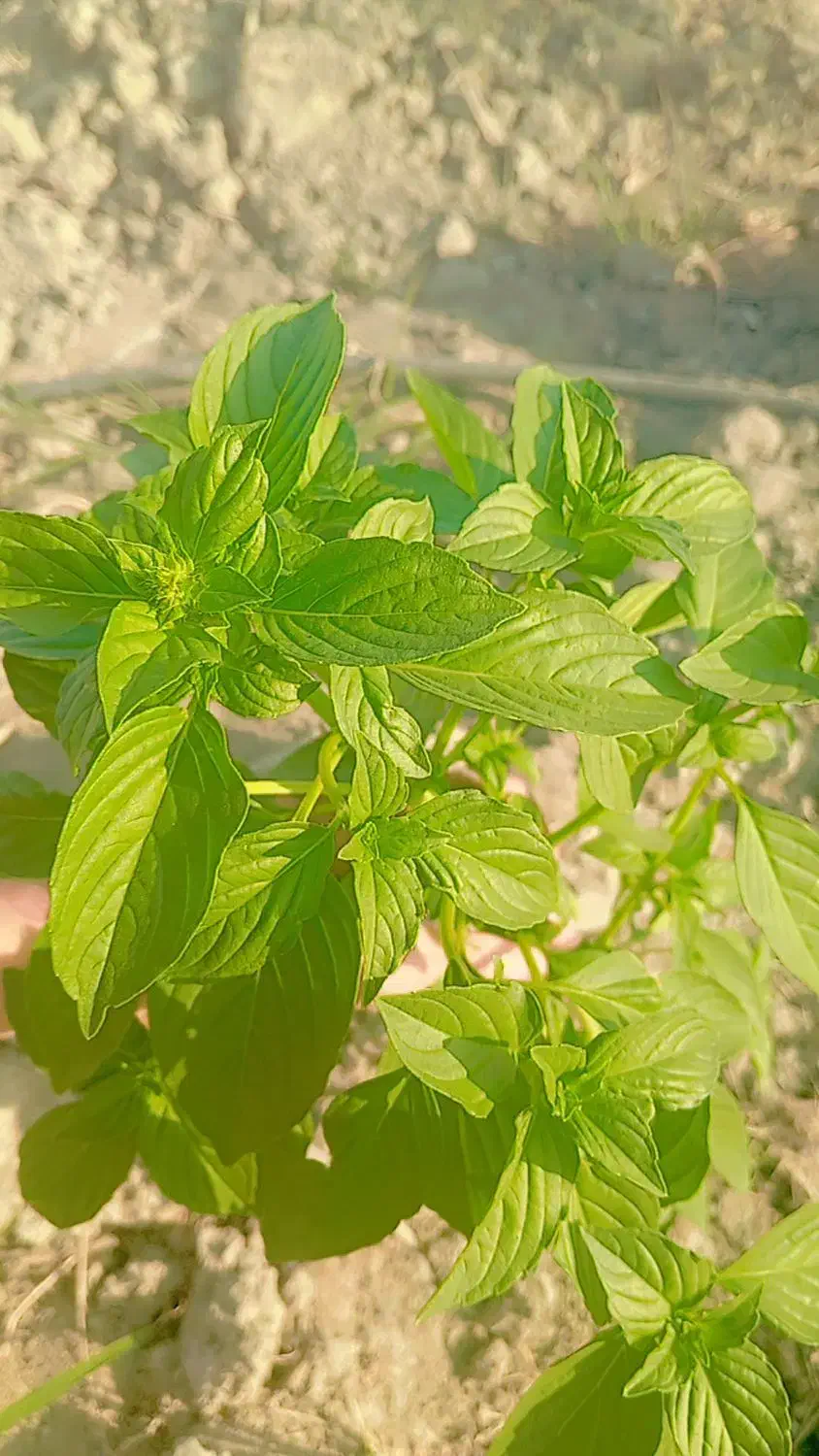 گرگا وبادمجون|خوردنی و آشامیدنی|میناب, |دیوار