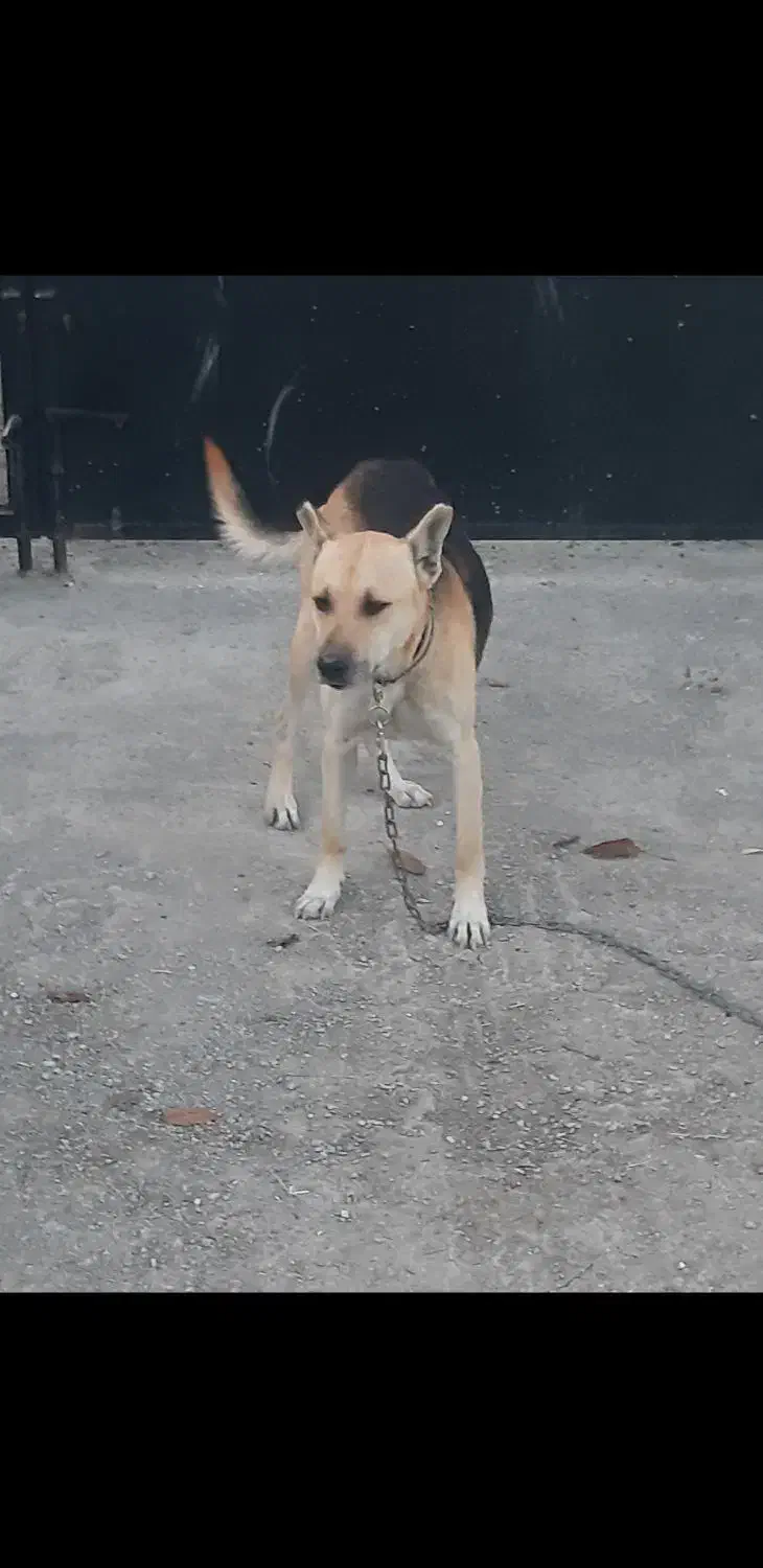 گرگی نگهبان وسرابی|سگ|نوشین شهر, |دیوار