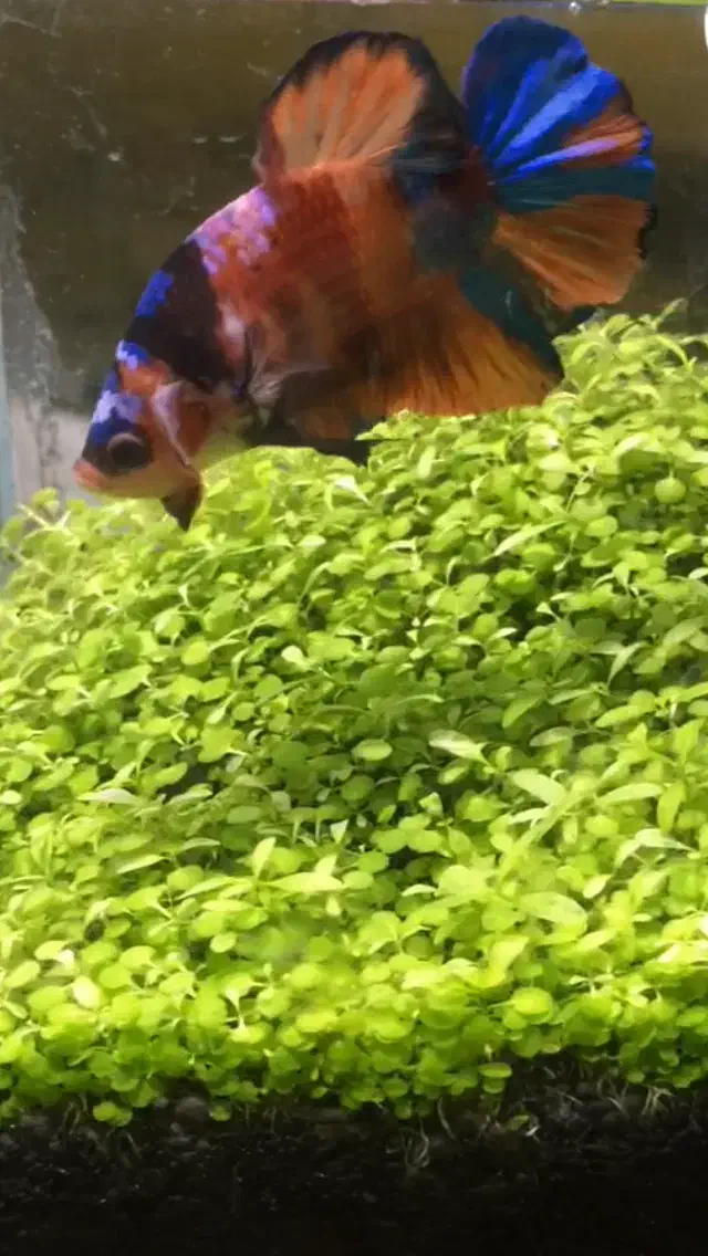 پلاکت کوی کندی جاینت|ماهی|تهران, دکتر هوشیار|دیوار