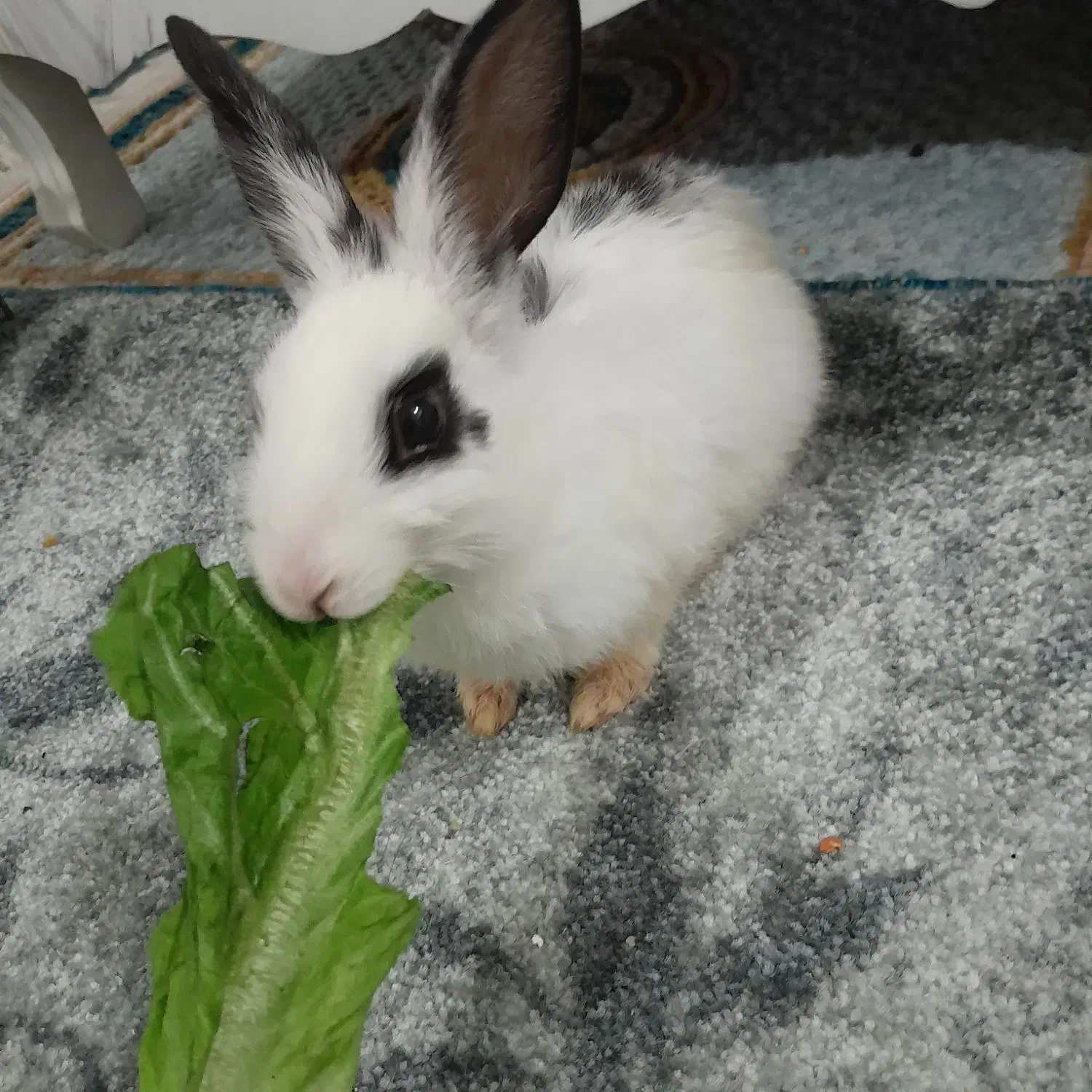 خرگوش مینیاتوری|موش و خرگوش|خرم‌آباد, |دیوار