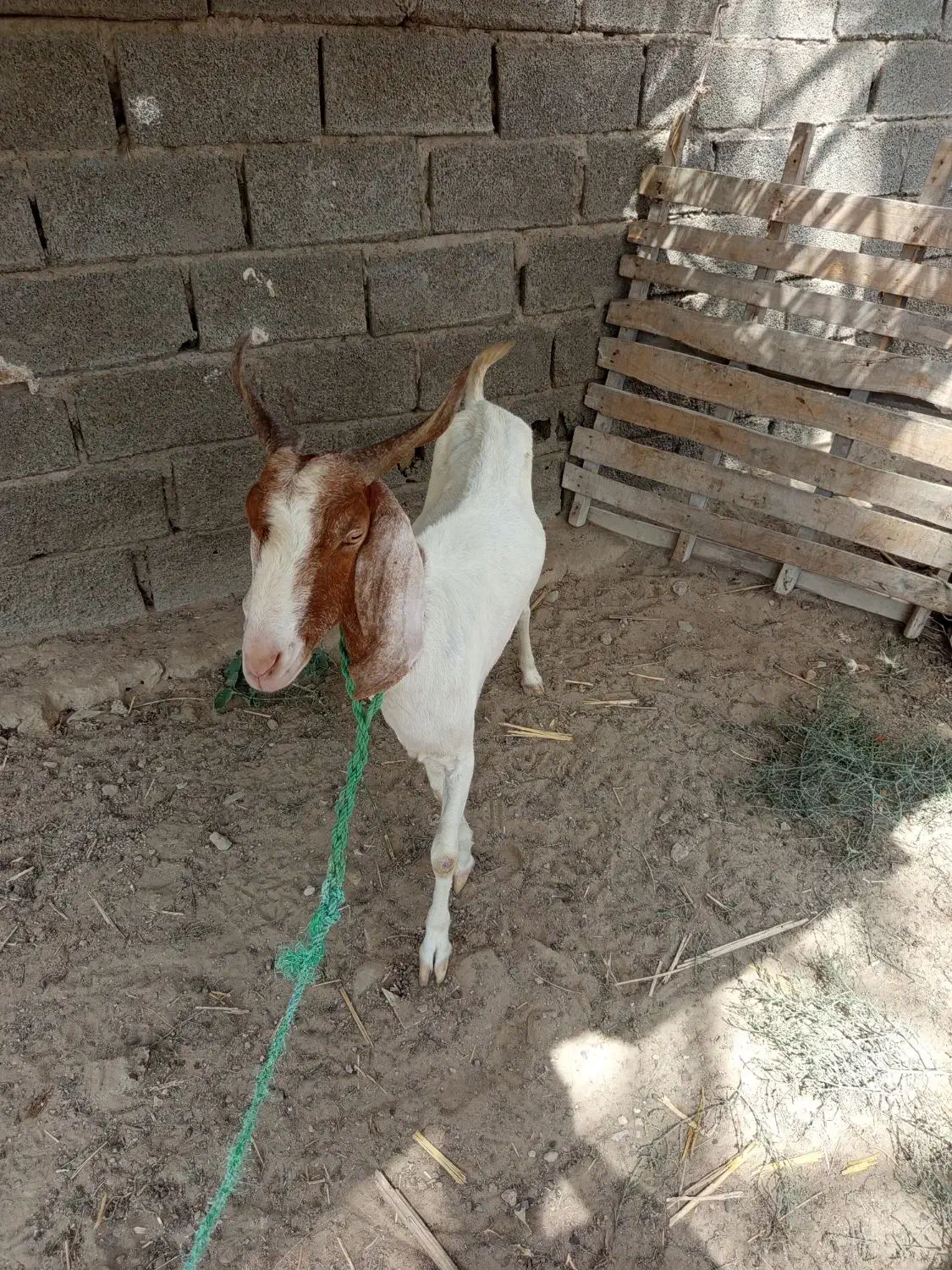 بزه|حیوانات مزرعه|چابهار, |دیوار