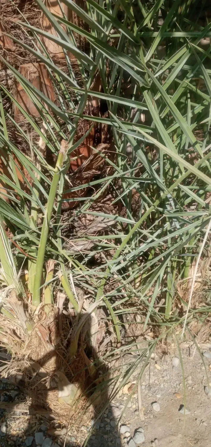 فروش پاجوش مضافتی|گل و گیاه طبیعی|جیرفت, |دیوار