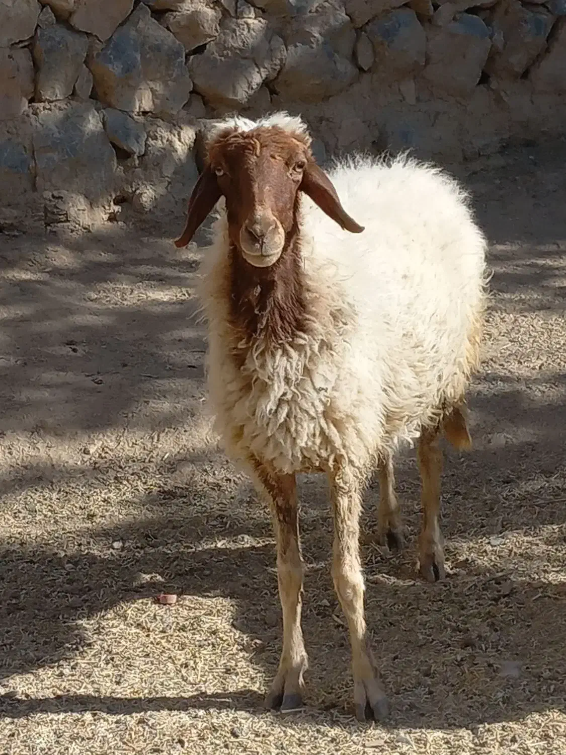 گوسفند وبزغاله|حیوانات مزرعه|دینور, |دیوار