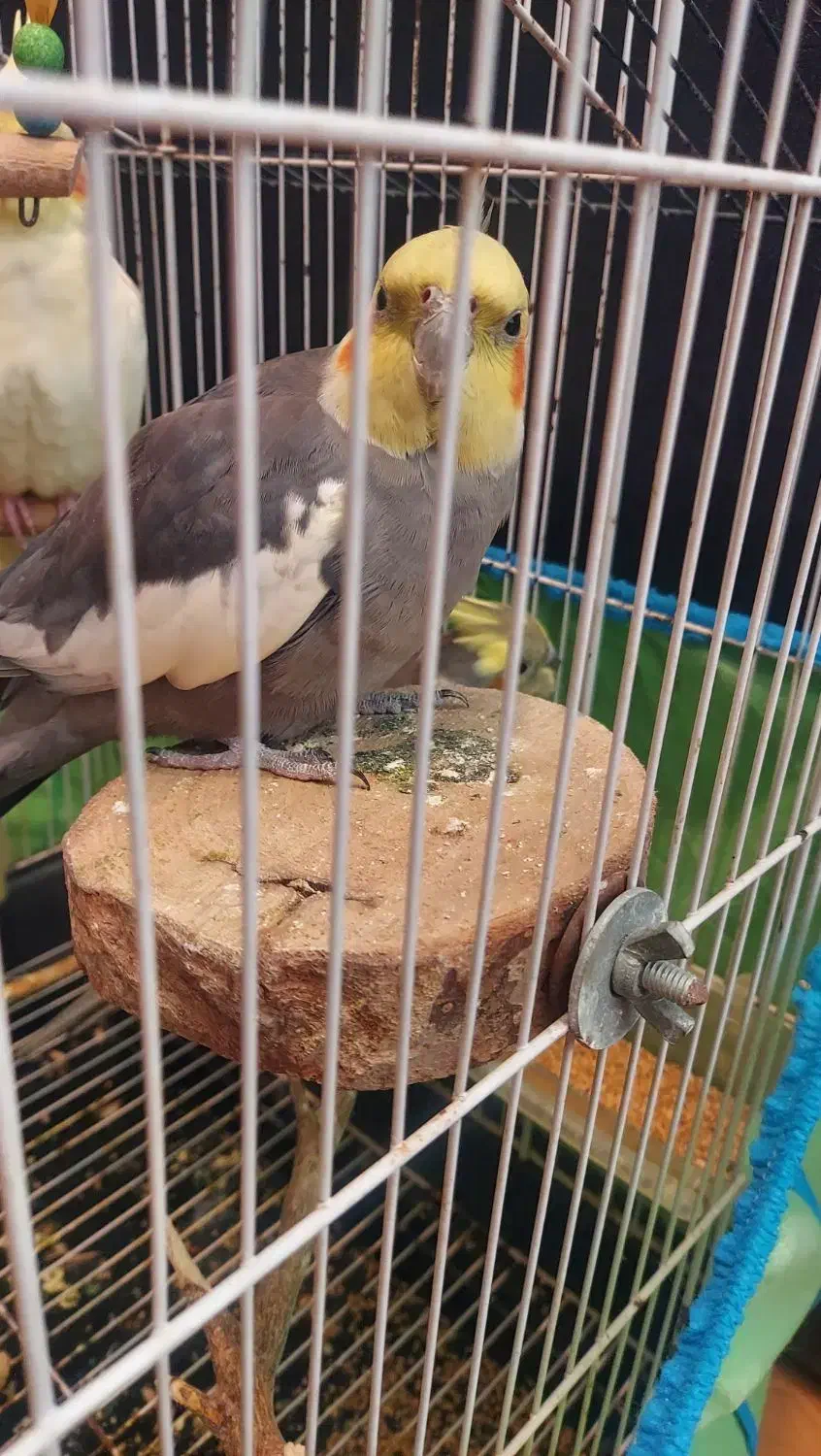 یک جفت طوطی عروس|پرنده|نور, |دیوار