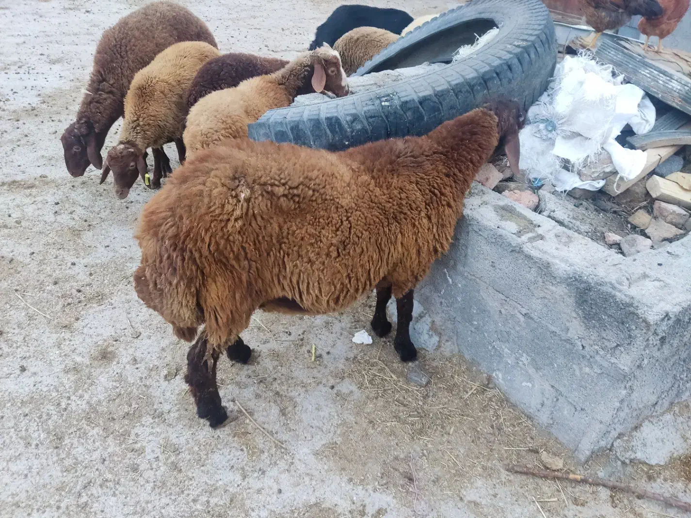 گوسفند بره ، کشتاری و گوشتی|حیوانات مزرعه|نکا, |دیوار