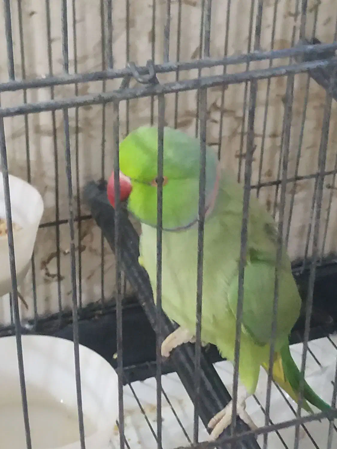 ملنگو سخنگو|پرنده|قشم, |دیوار