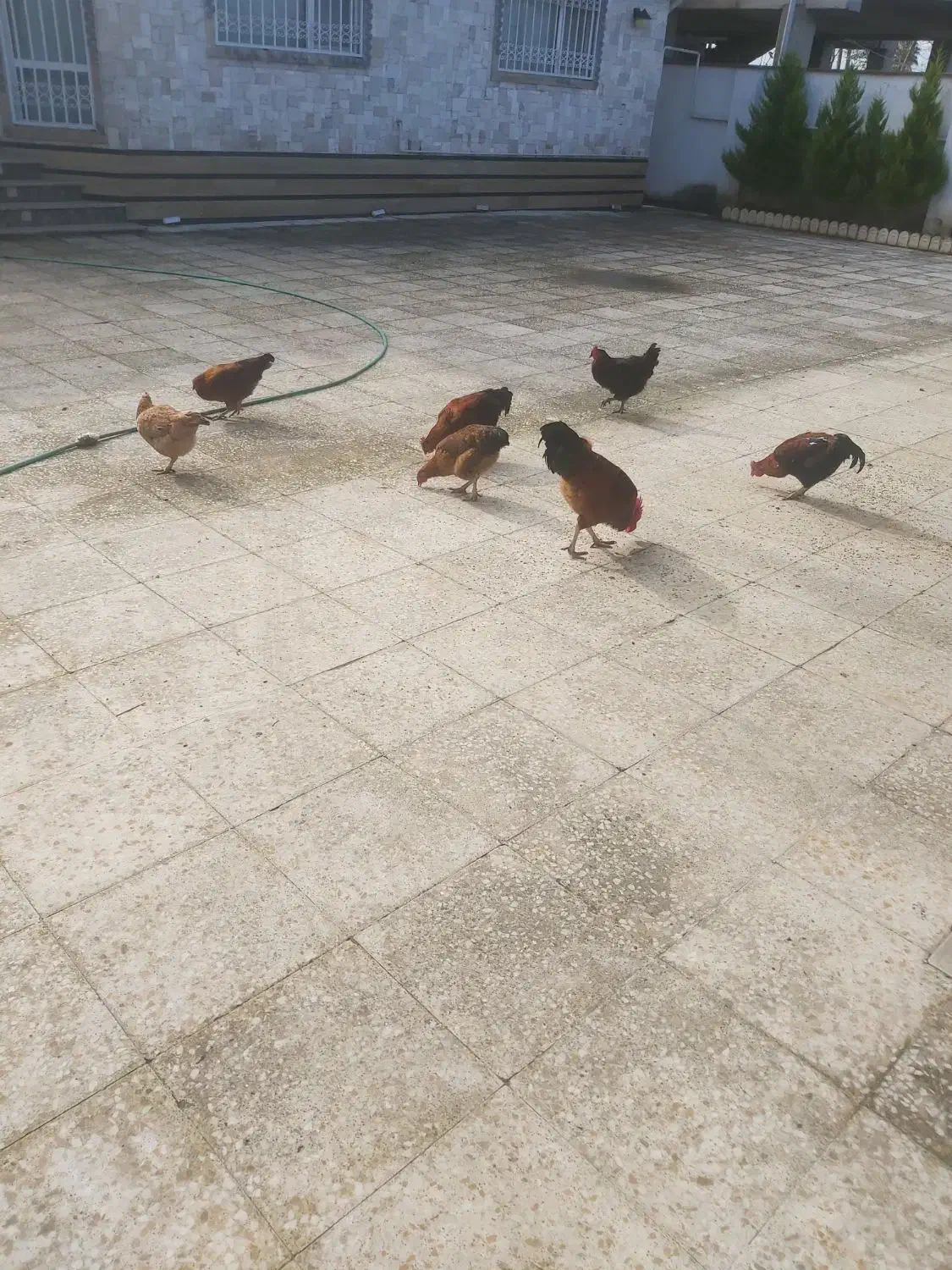 سلام خروس محلی یک ساله فروش فوری|حیوانات مزرعه|سلمان‌شهر, |دیوار