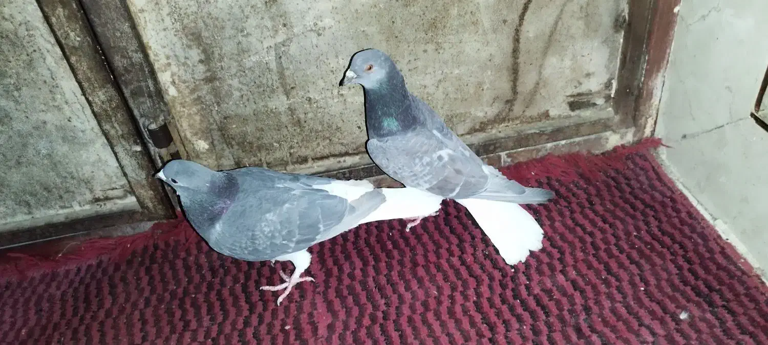 پرنده|پرنده|خاش, |دیوار