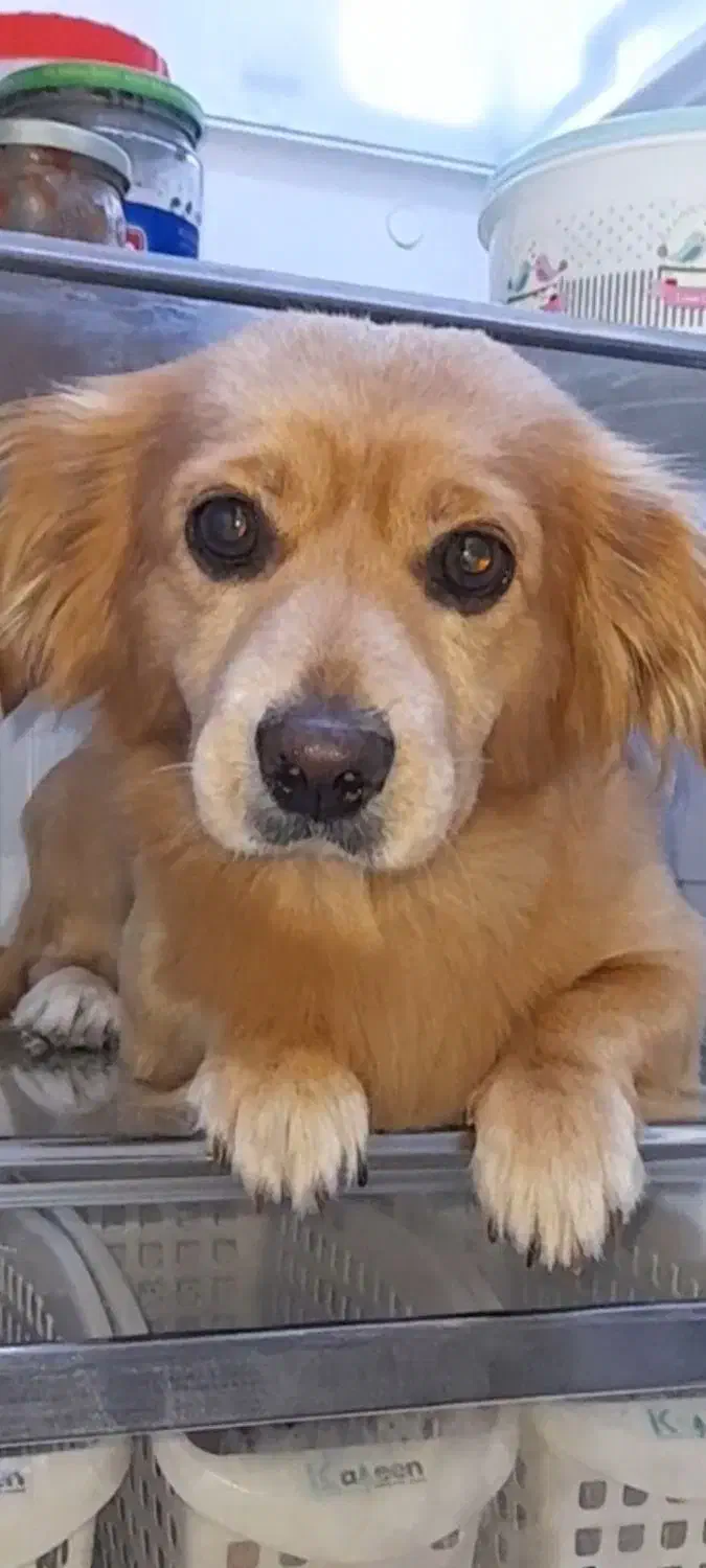 سگ گمشده|حیوانات|بومهن, |دیوار