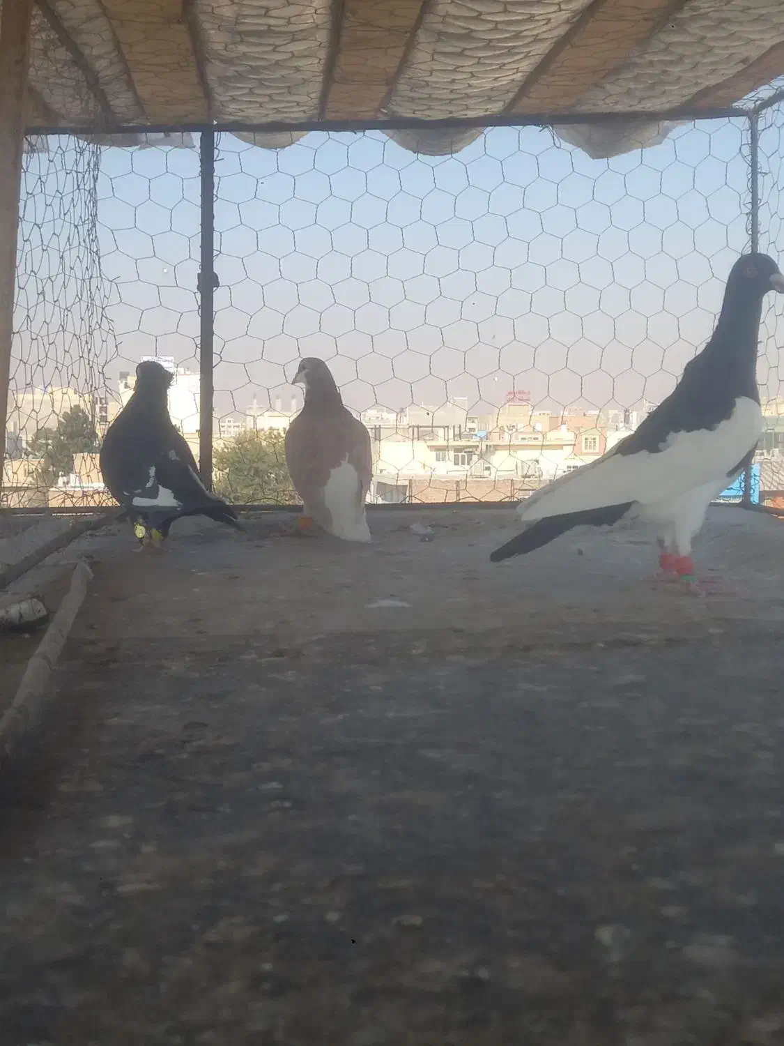 سه تا کبوتر پرشی  دونه ۵۰۰|پرنده|تاکستان, |دیوار