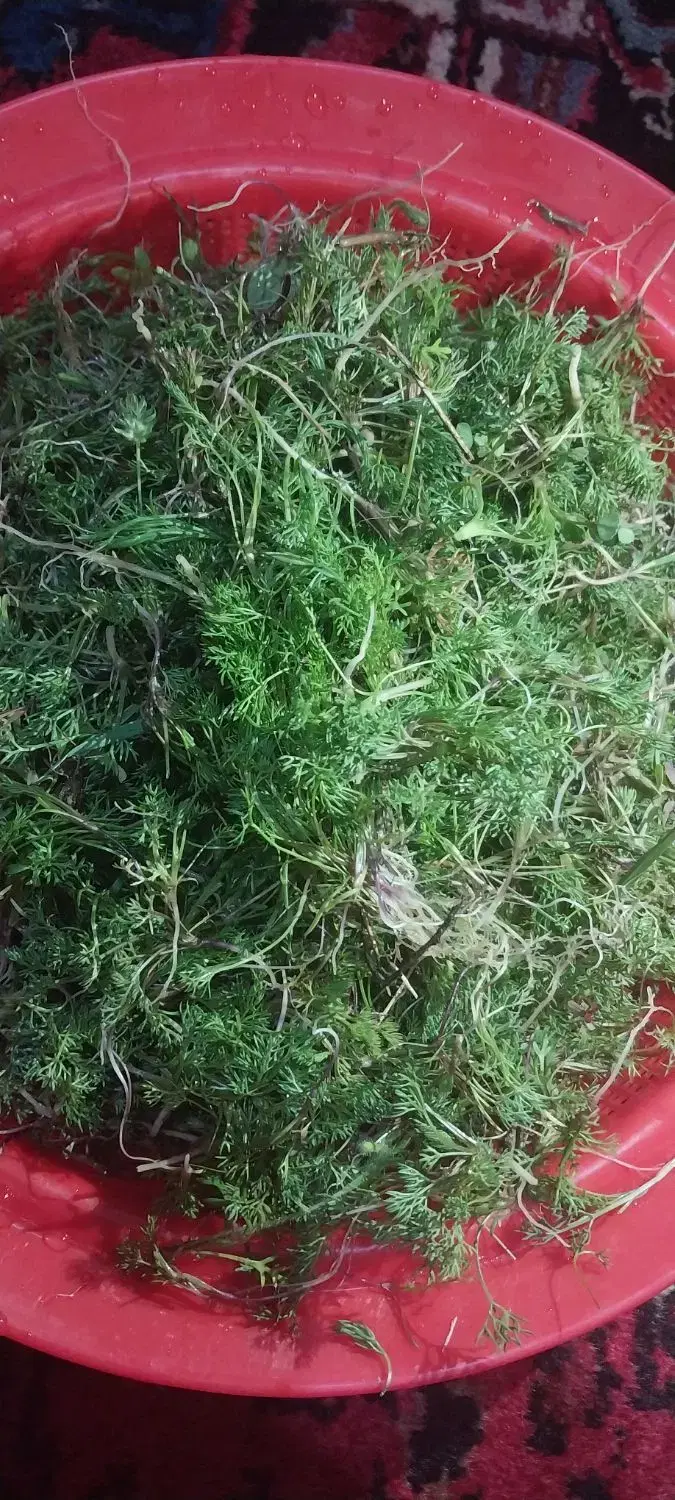 گشنیزکوهی|گل و گیاه طبیعی|خسروشاه, |دیوار